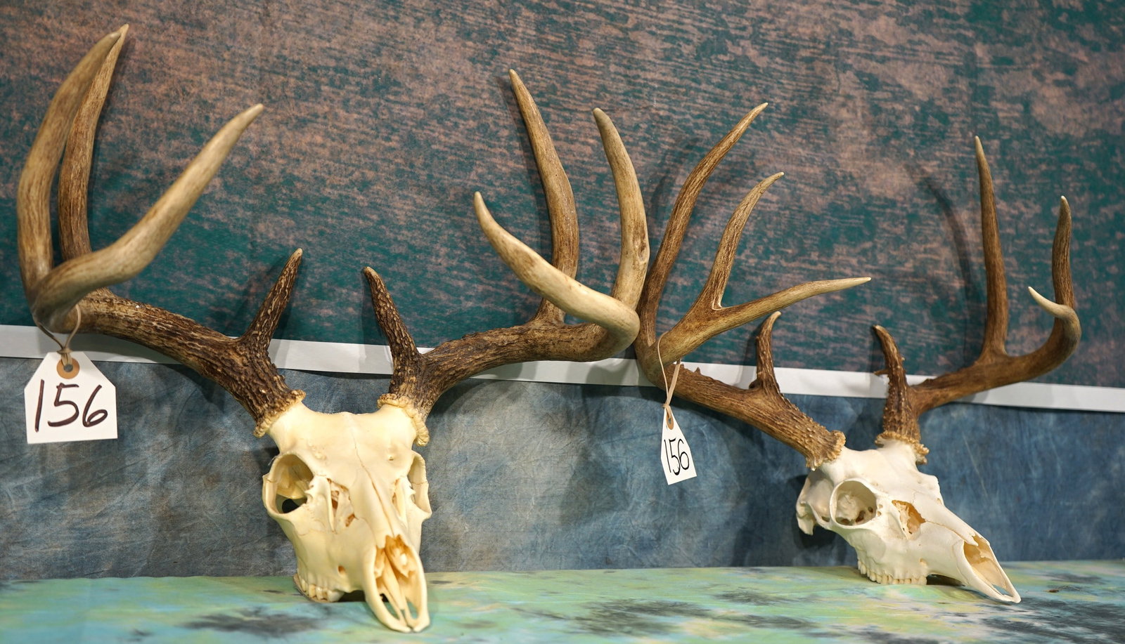 (2)Whitetail 8pt. Deer Skulls Taxidermy: Both of these skulls are clean and in excellent condition. Their is no cracks, stain, bullet holes, or damage of any kind.