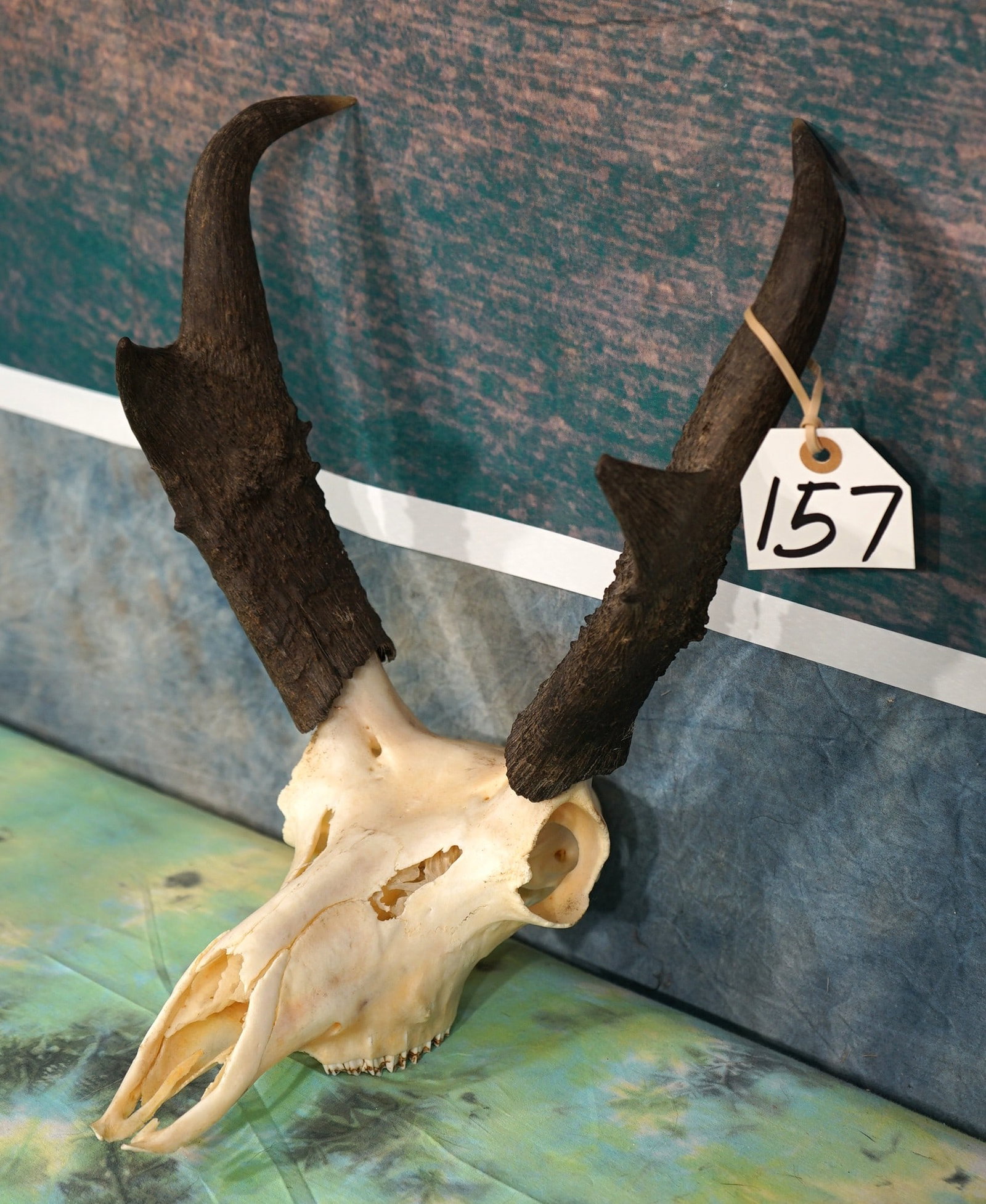 Very Nice Pronghorn Antelope Skull Taxidermy: This Pronghorn Skull is clean and it is in excellent condition. This is a mature Buck.