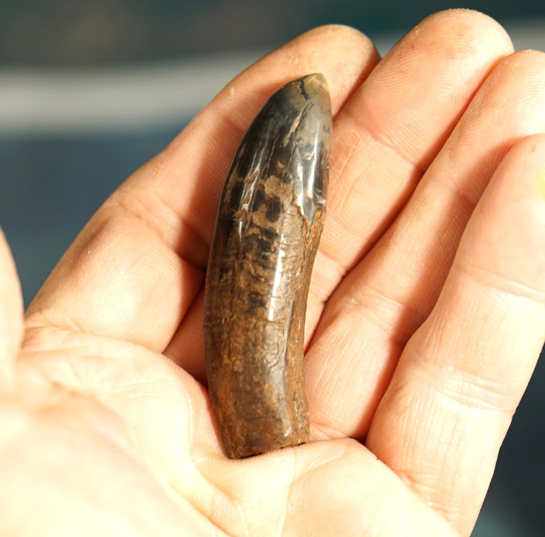 Authentic Pleistocene Fossil Sperm Whale Polished Tooth (1 of 3)
