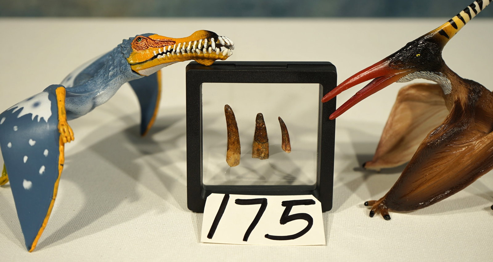 Three Authentic Pterosaur, "Flying Dinosaur" Fossil Teeth in Display Case: These three Pterosaur teeth were recovered from the Desert of Niger. These are in excellent condition, and they are average size for a mature Pterosaur.