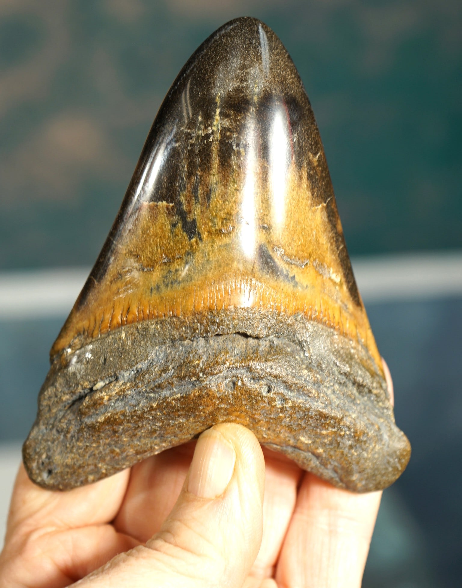 Very Pretty Polished Megalodon Prehistoric Shark Fossil Tooth (1 of 4)