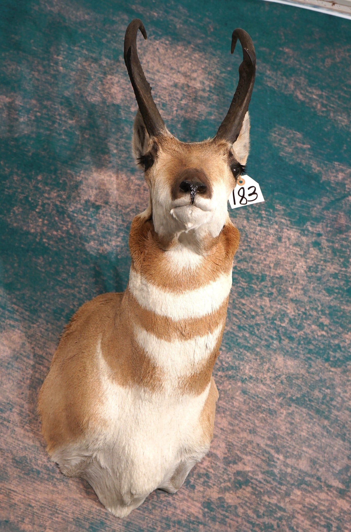 Pronghorn Antelope Shoulder Taxidermy Mount (1 of 4)
