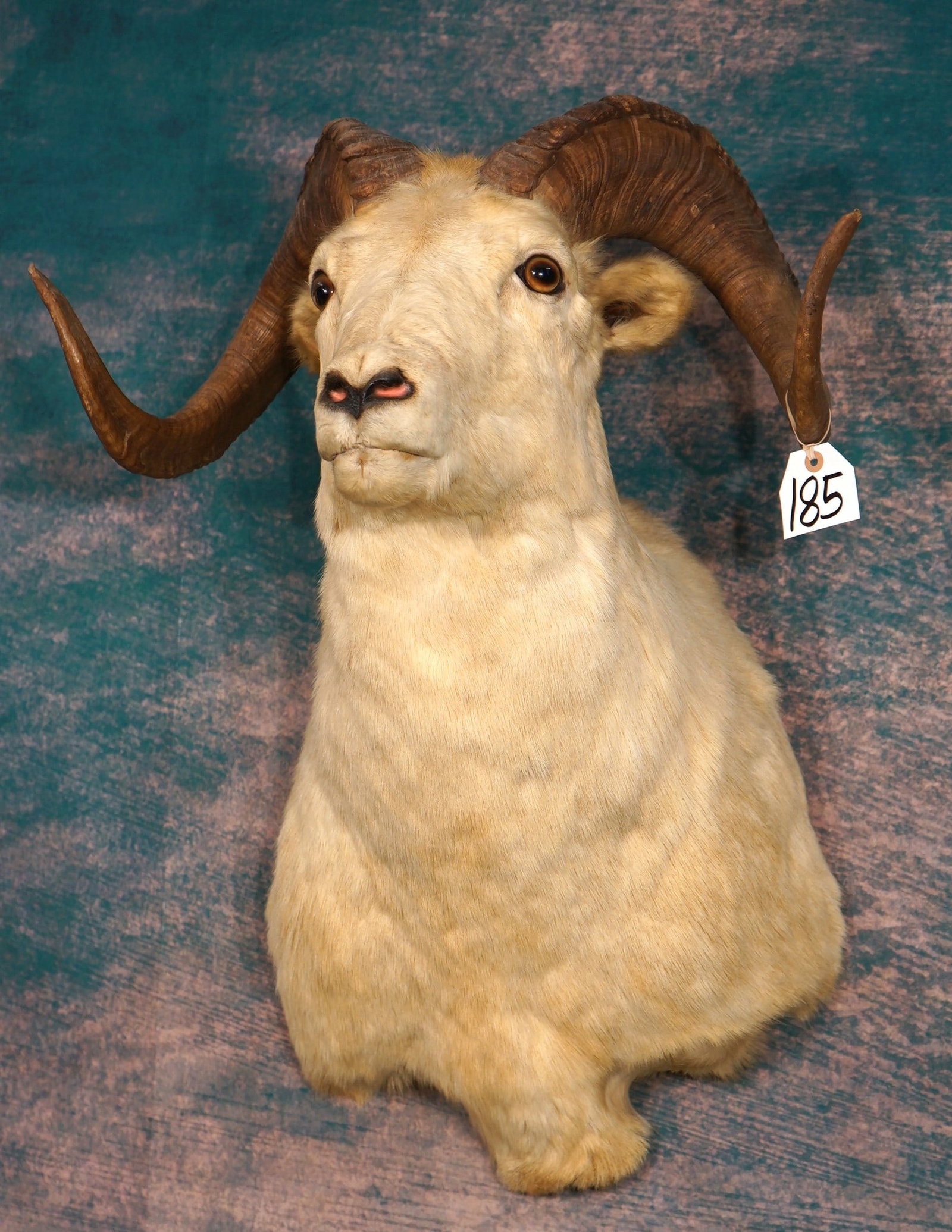Yukon Dall Sheep Shoulder Taxidermy Mount (1 of 4)
