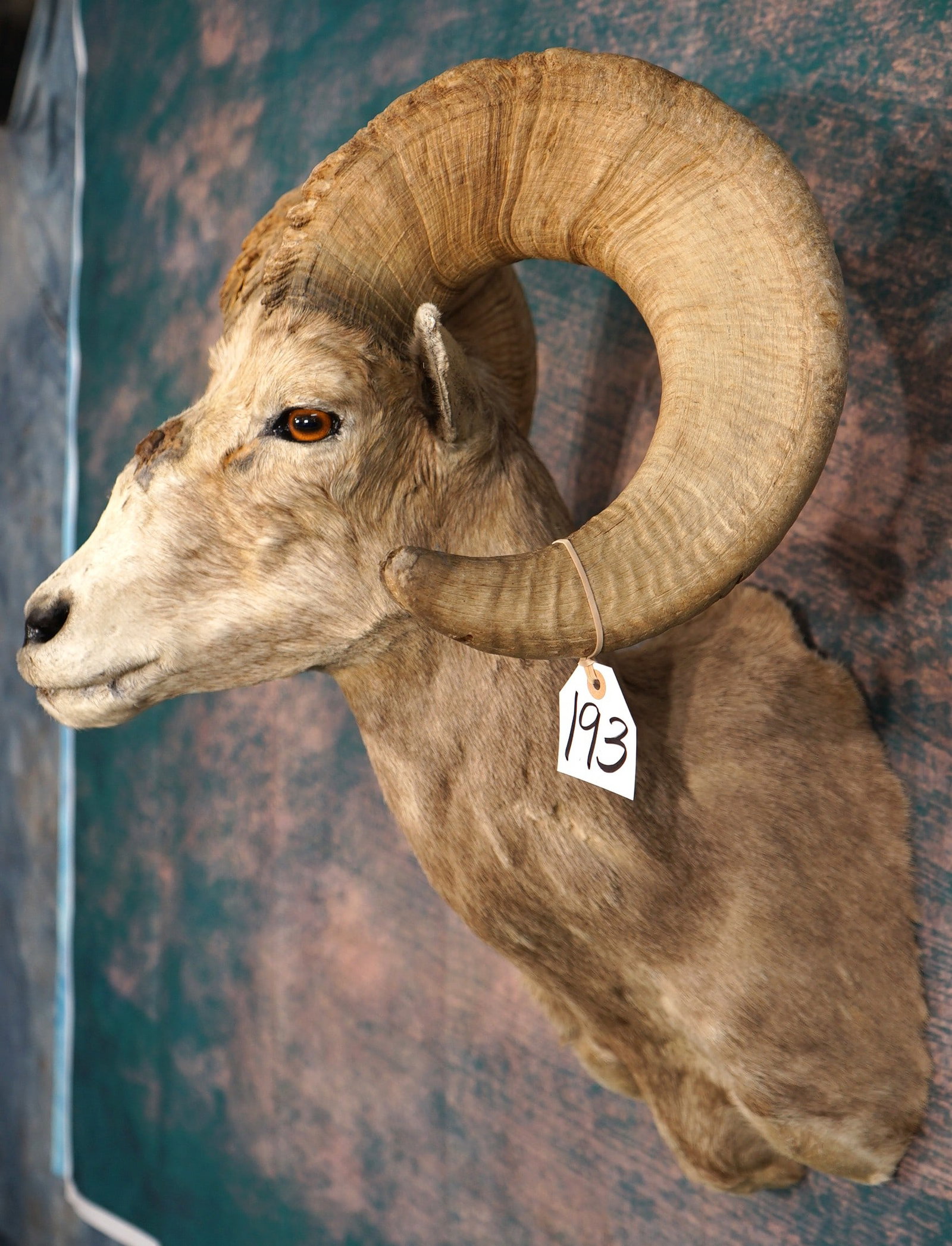 Desert Bighorn Sheep Shoulder Taxidermy Ram Mount (1 of 5)