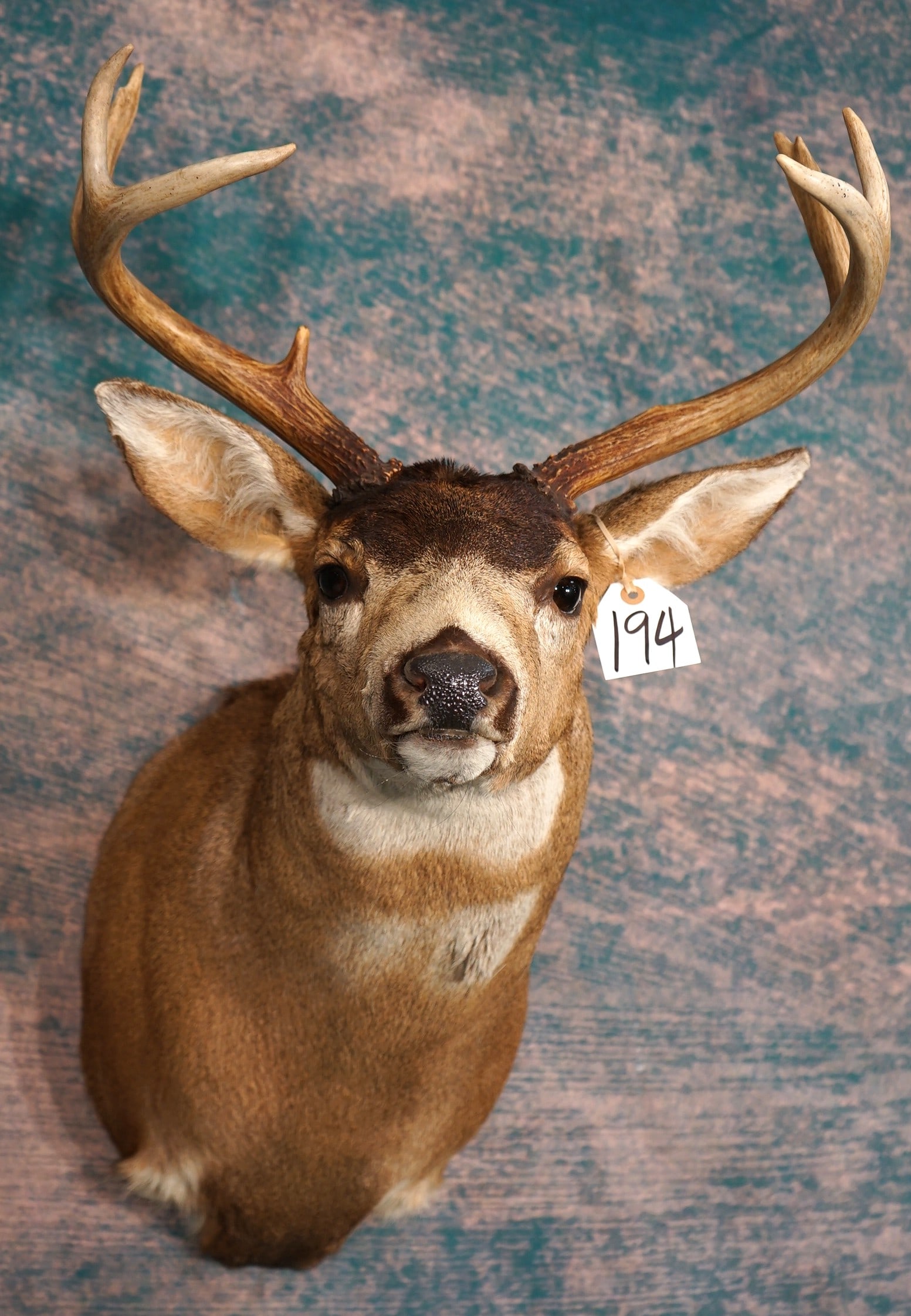 Alaskan Sitka Blacktail Deer Shoulder Taxidermy Mount (1 of 4)