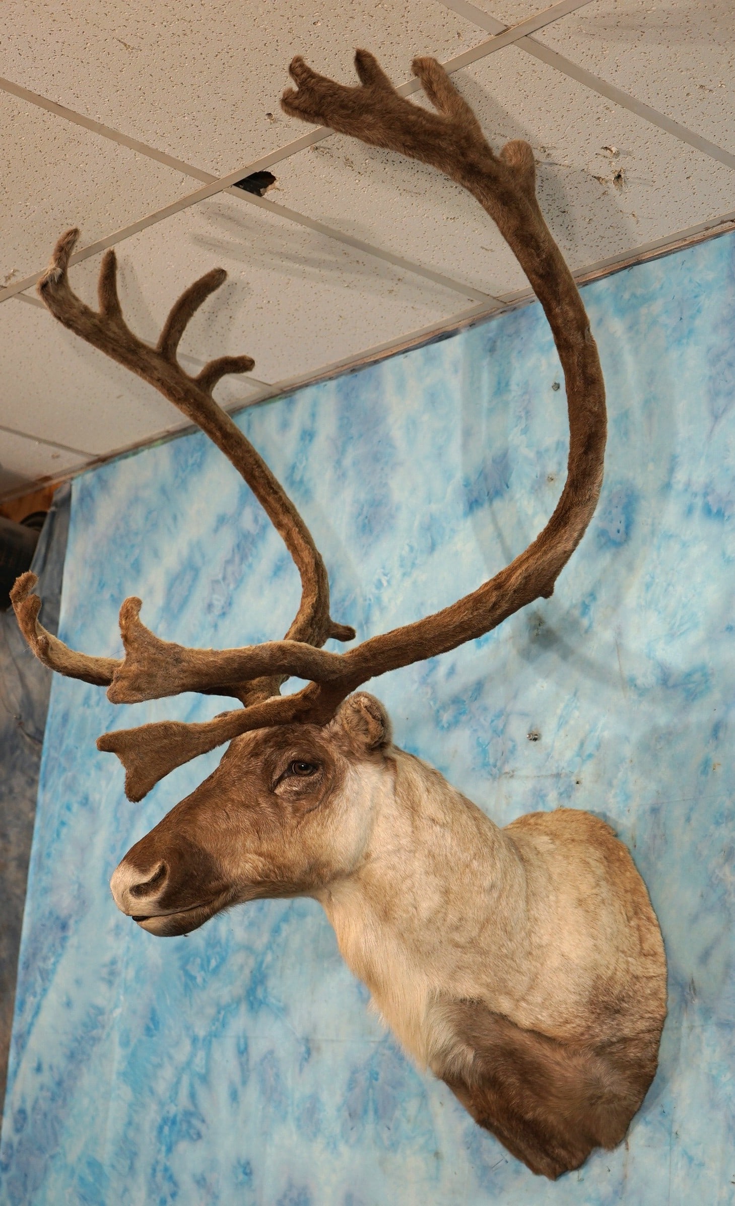 Central Canadian Barren Ground Caribou in Velvet Shoulder Taxidermy Mount (1 of 3)