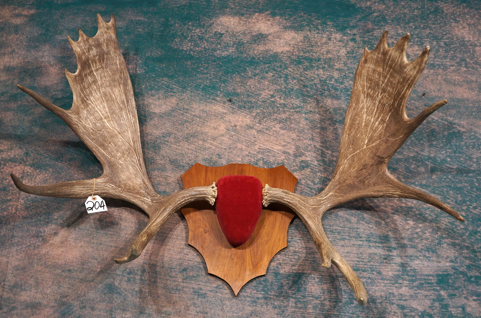 Canadian Moose Antlers Mounted on Taxidermy Panel (1 of 3)
