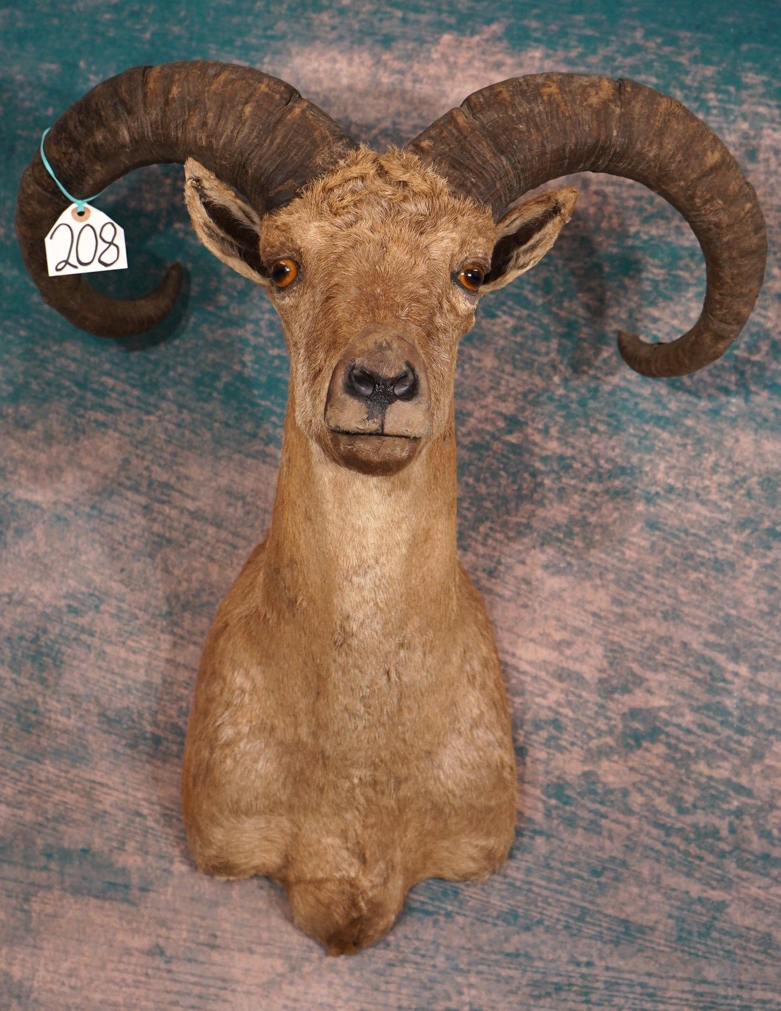 Eastern Caucasian Tur Shoulder Taxidermy Mount (1 of 4)