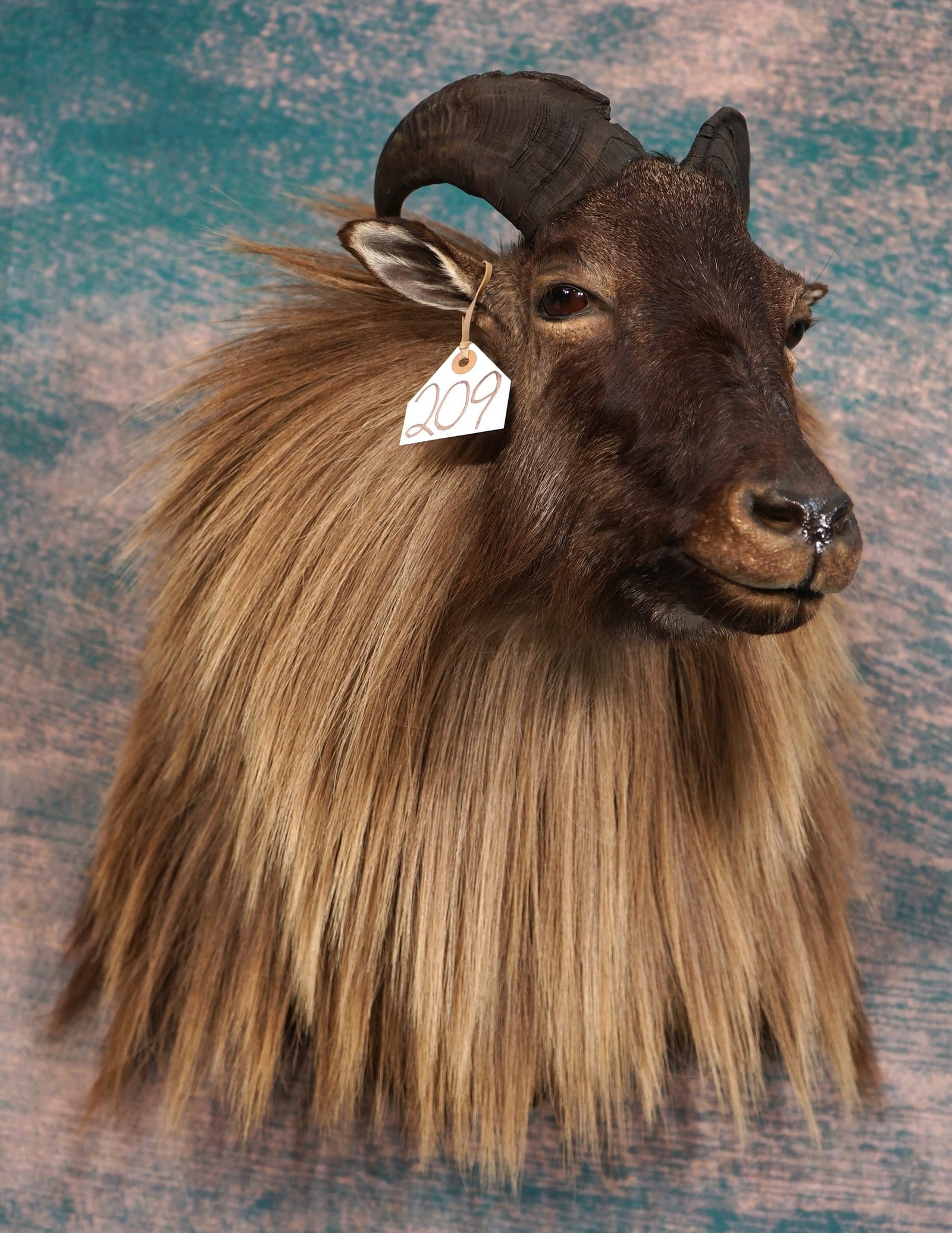 Record Book Himalayan Tahr Shoulder Taxidermy Mount (1 of 4)