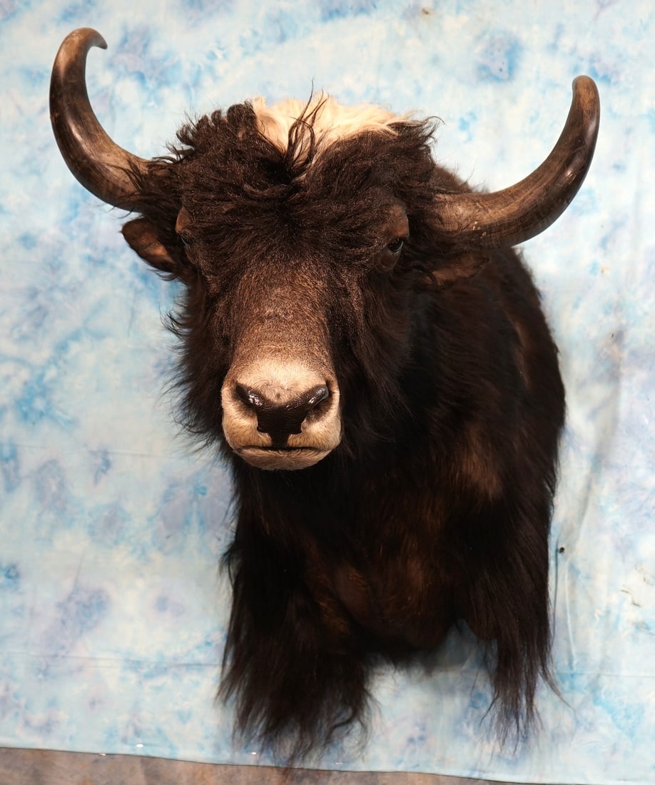Asian Yak Shoulder Taxidermy Mount (1 of 4)