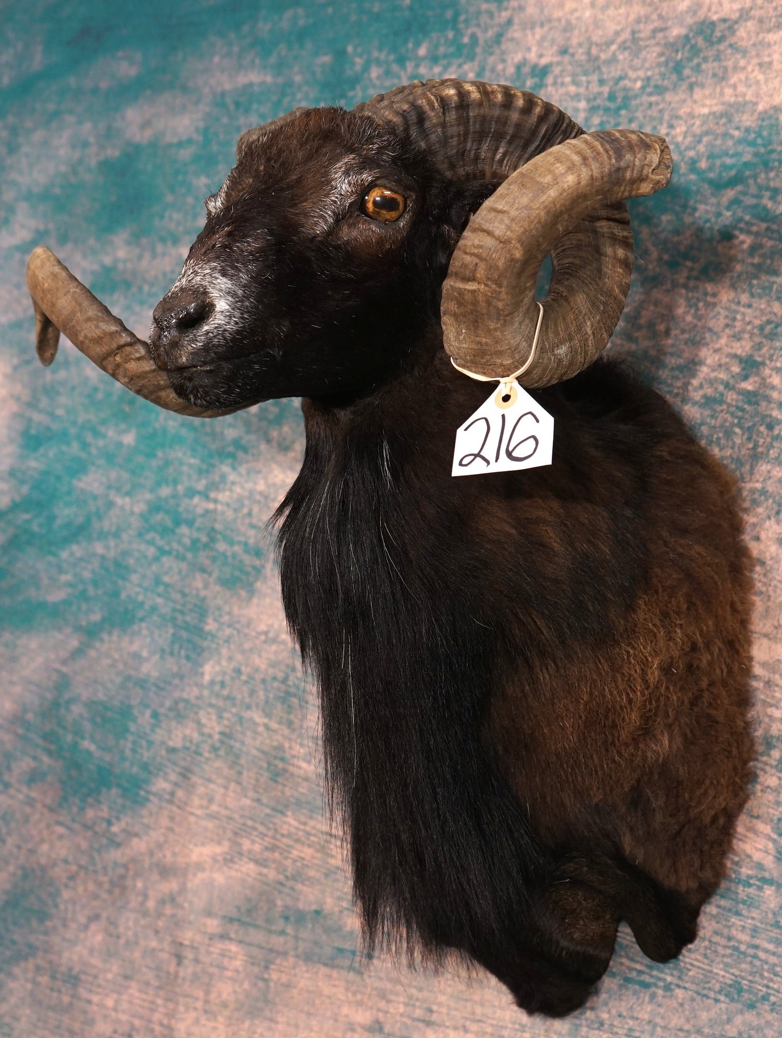 Black Hawaiian Sheep Shoulder Taxidermy Mount (1 of 4)