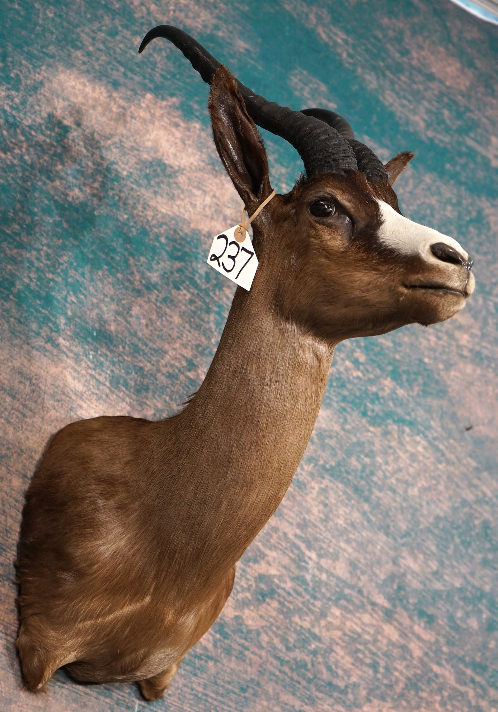 African Gold Medal Black Springbuck Gazelle Shoulder Taxidermy Mount (1 of 4)