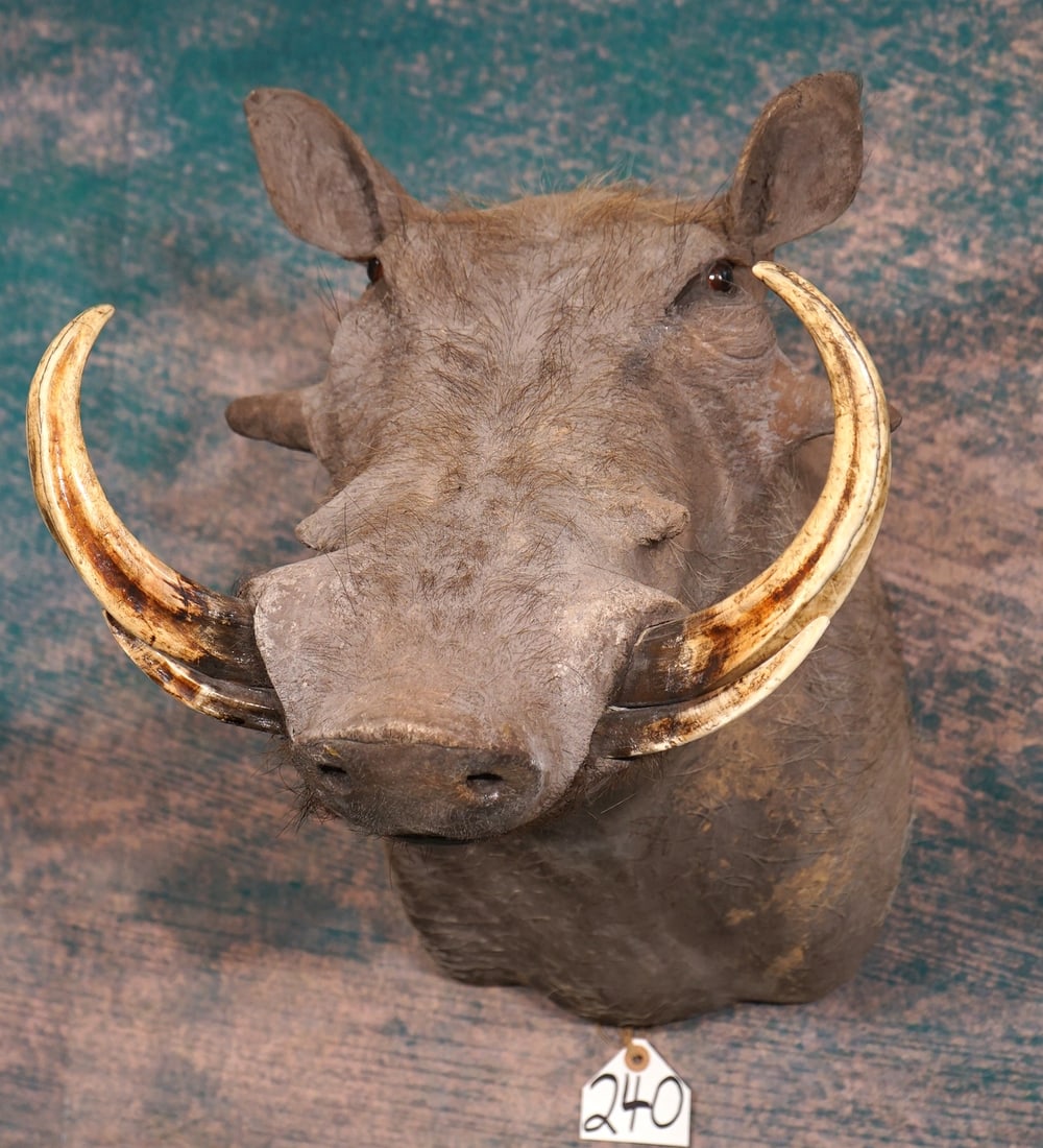 Record Class African Warthog Shoulder Taxidermy Mount (1 of 3)