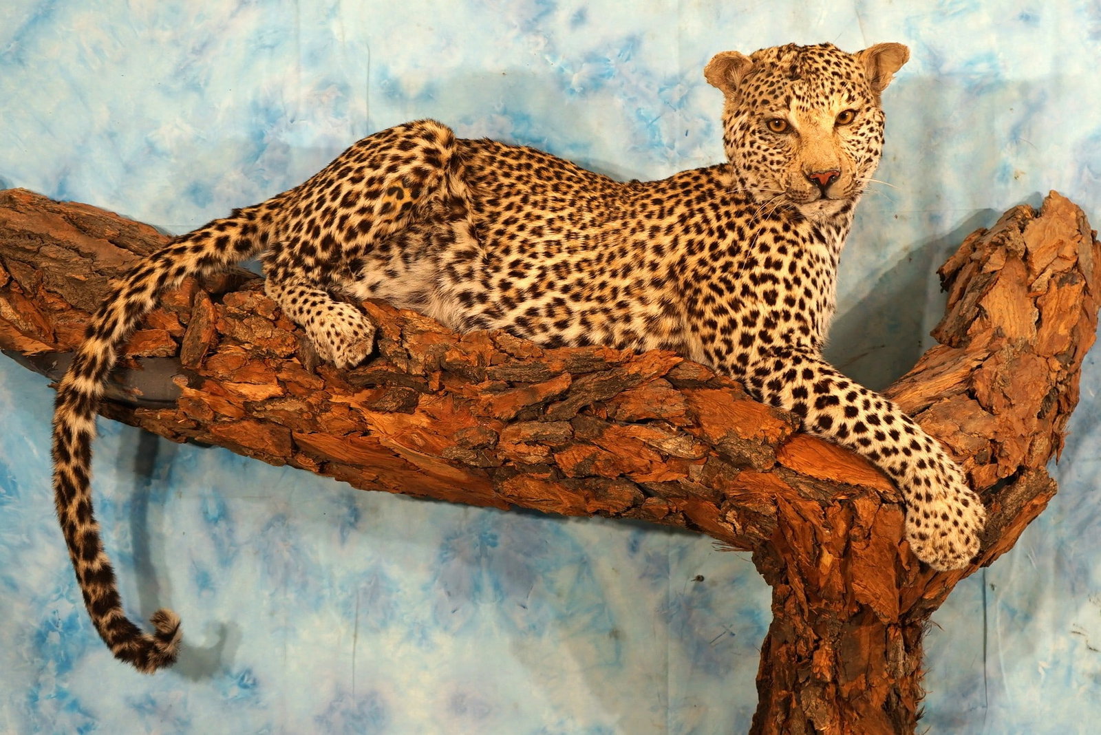 African Leopard Full Body Taxidermy Mount **TEXAS RESIDENTS ONLY!** (1 of 5)