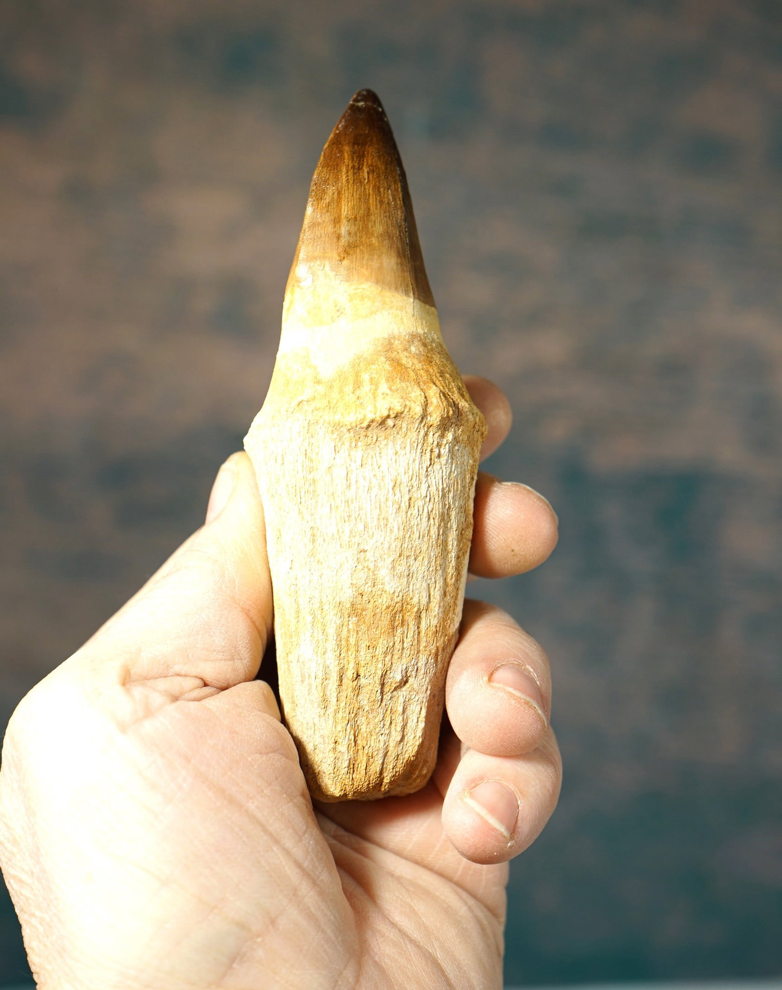 Giant Authentic 6" Complete with Root Dinosaur Fossil Mosasaur Tooth (1 of 4)