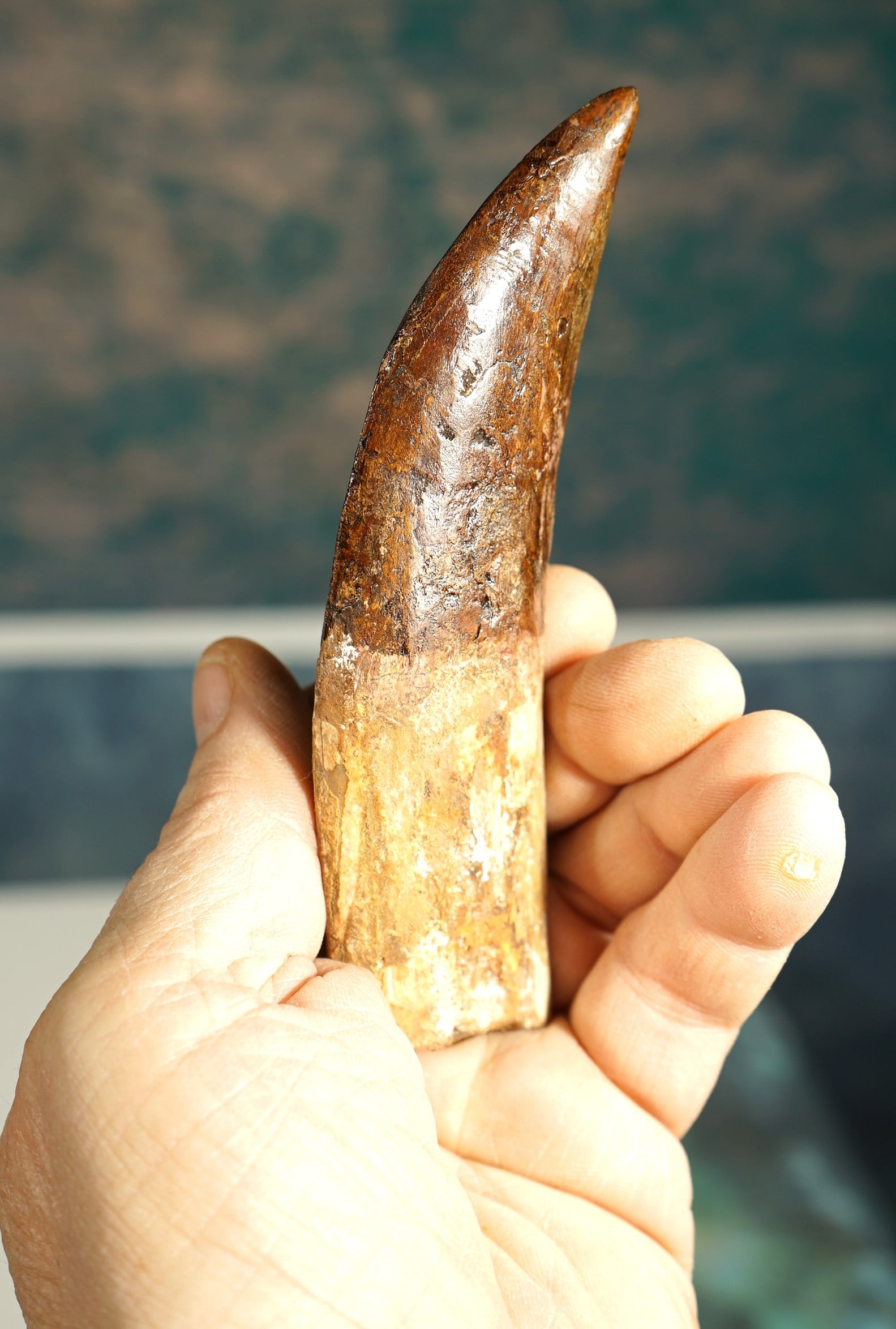 WOW! Authentic Extra Large Complete African T-Rex 6 3/4" Dinosaur Fossil Tooth (1 of 6)