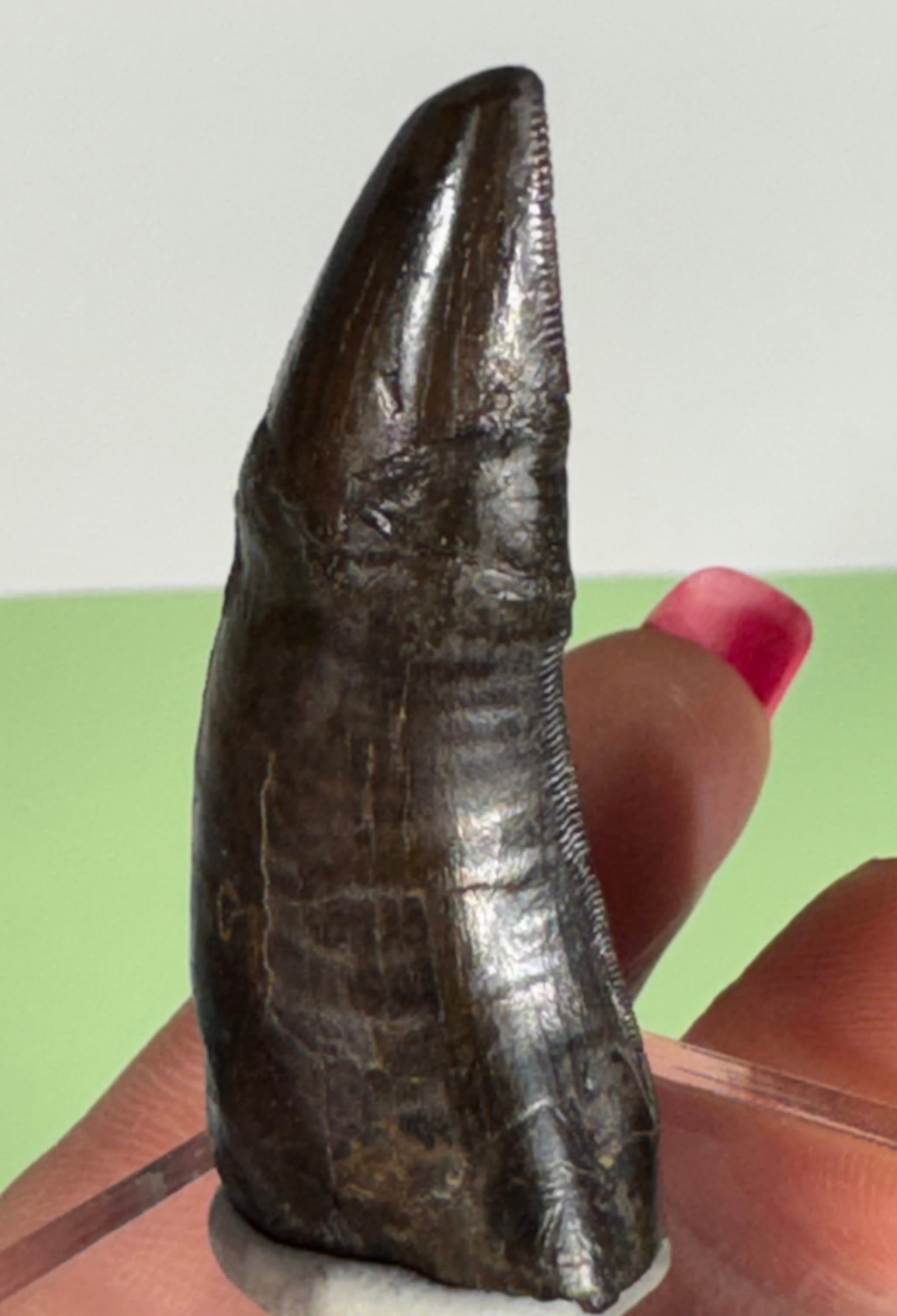 Very Rare Authentic American T-Rex Fossil Tyrannosaur Dinosaur Tooth: This T-Rex tooth was found in the Hell Creek formation, on private land, in Wibaux County, Southeastern Montana. The tip was broke off about a fourth of the way down. It was re-attached and restored p