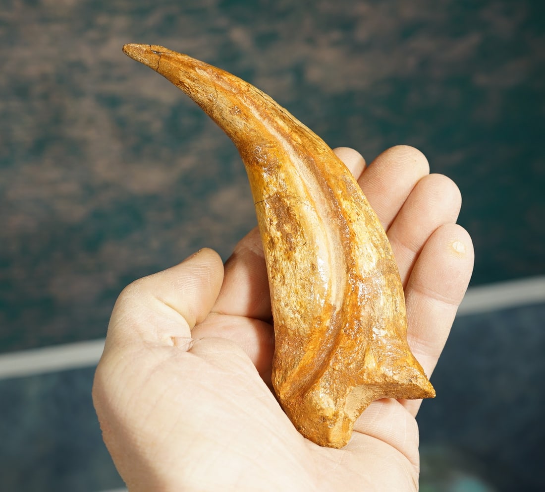 Awesome Rare Authentic Suchomimus Dinosaur Fossil Hand Claw: This claw was recovered in a Desert area of Southern Niger. Suchomimus was a very close relative of Spinosaurus. Suchomimus looked just like a Spinosaur, except for the big sail on the back. This larg