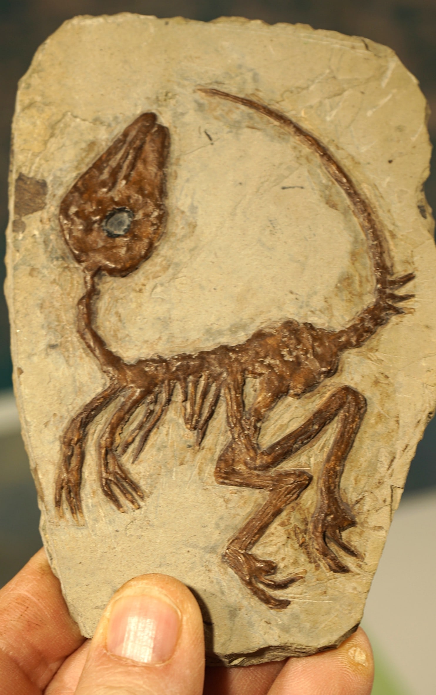 Extremely Rare Authentic Baby Raptor Dinosaur Fossil in Matrix (1 of 6)