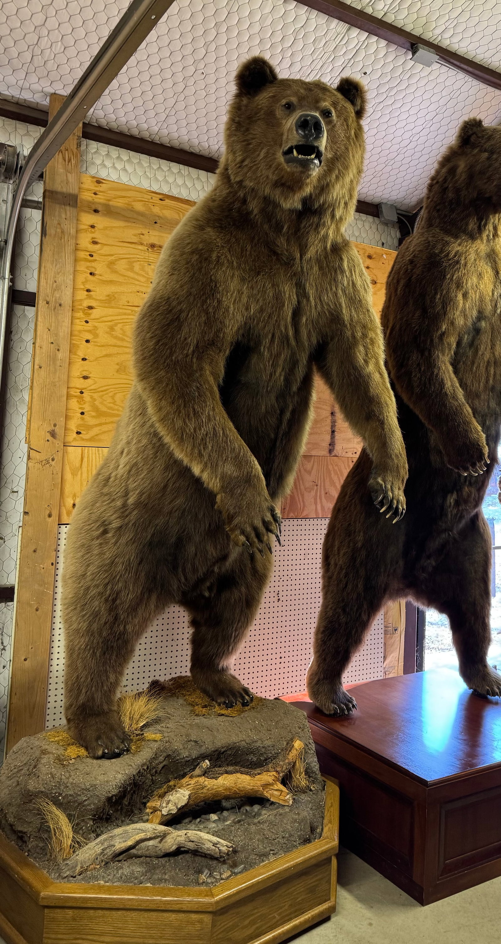 WOW! Big 10ft. & 2" Standing Alaskan Brown Bear Full Body Taxidermy Mount: This mount is clean and it is in excellent condition. The Bear has a natural pose with very good expression. The taxidermy quality of this mount grades a solid 10.