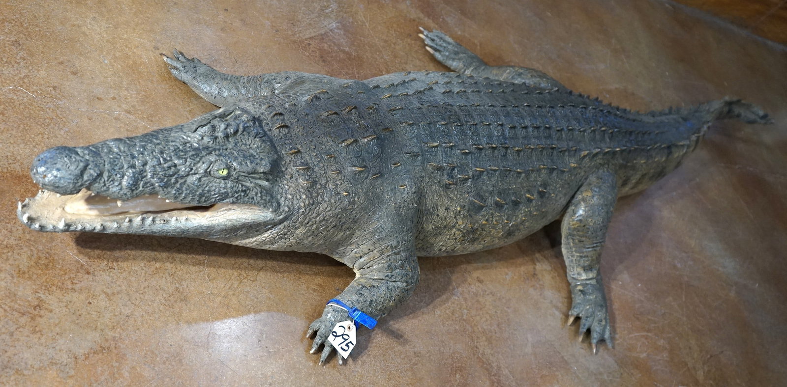 Very Cool 10ft. 4" African Nile Crocodile Full Body Taxidermy Mount **U.S. Residents Only!** (1 of 7)