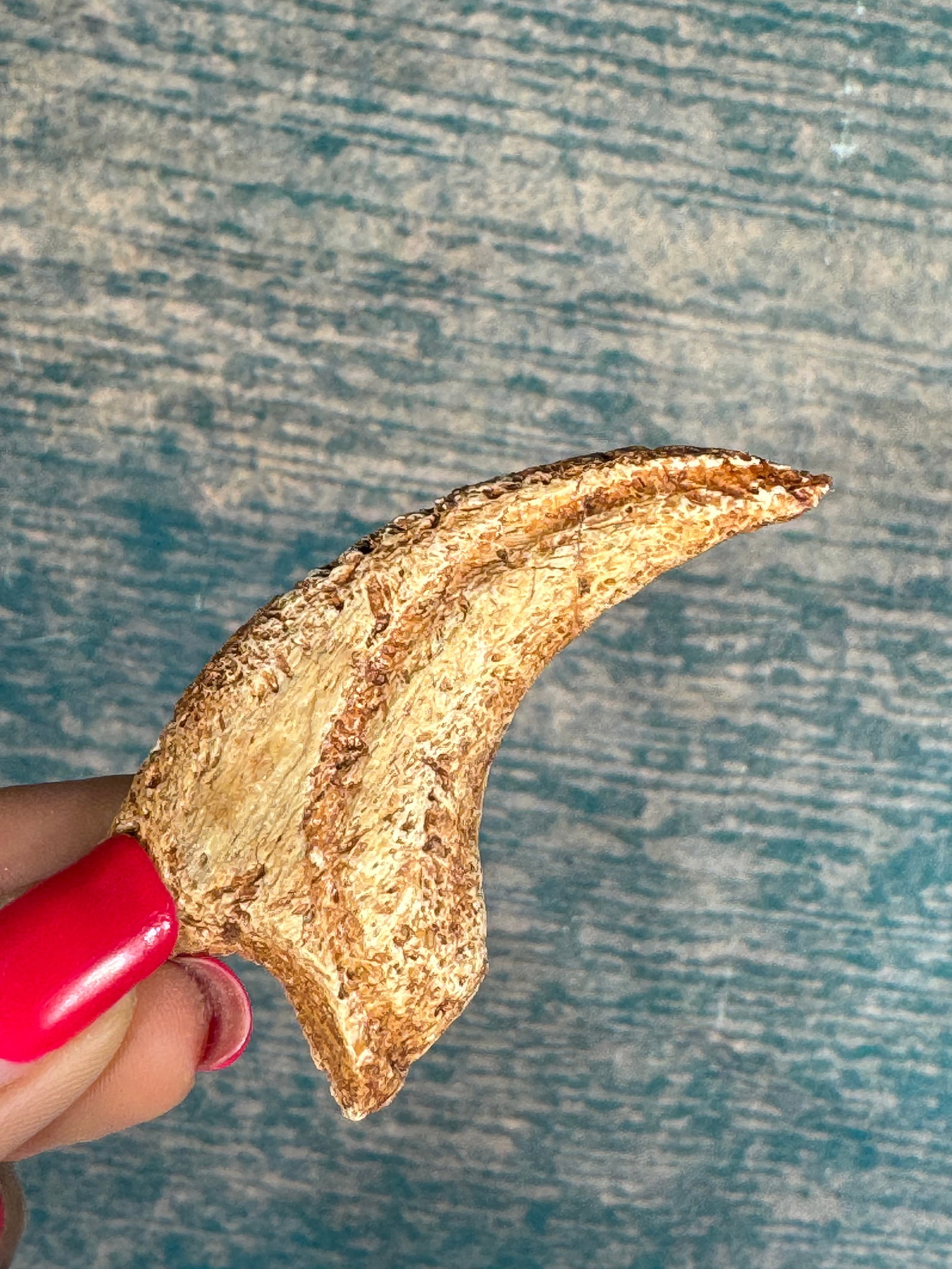 Authentic & Very Rare Deltadromeus agilis Hand Claw & Tooth from Large Raptor Dinosaur Fossil (1 of 8)