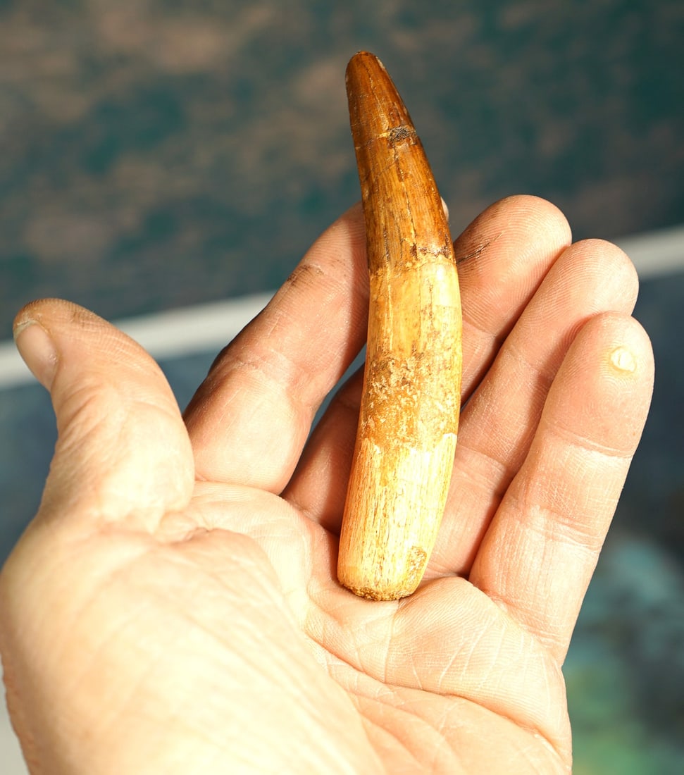 Rare & Authentic Spinosaurus Dinosaur Complete Fossil Tooth with Root - 2