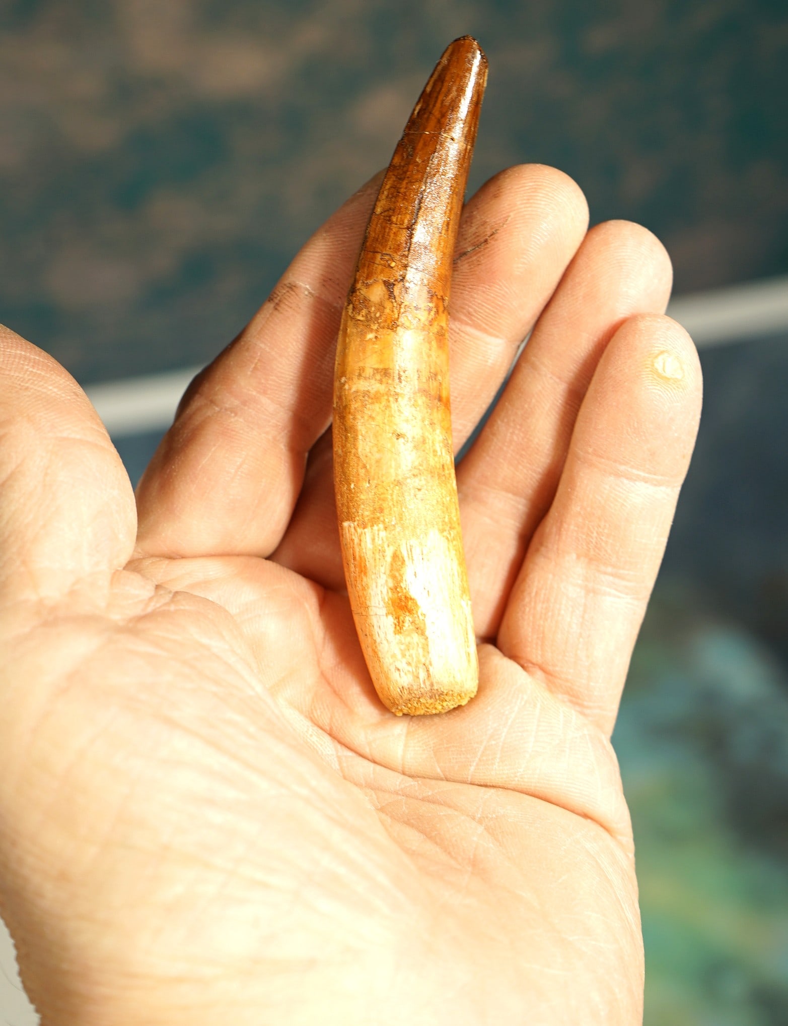 Rare & Authentic Spinosaurus Dinosaur Complete Fossil Tooth with Root - 3