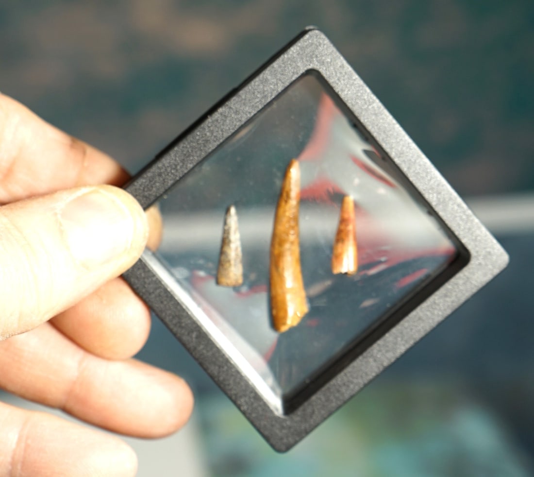 Three Authentic Pterosaurs "Flying Dinosaur" Fossil Teeth - 3