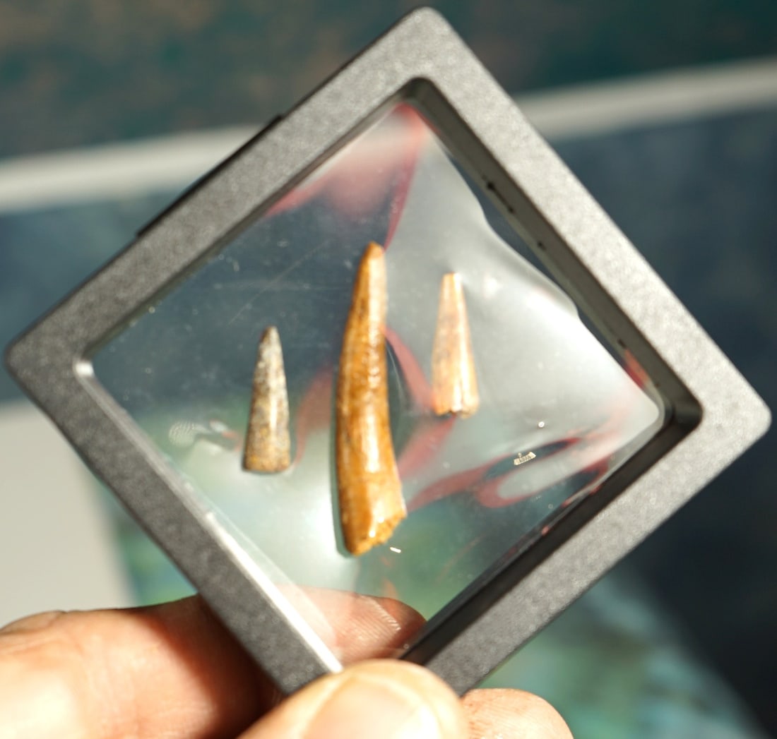 Three Authentic Pterosaurs "Flying Dinosaur" Fossil Teeth - 4