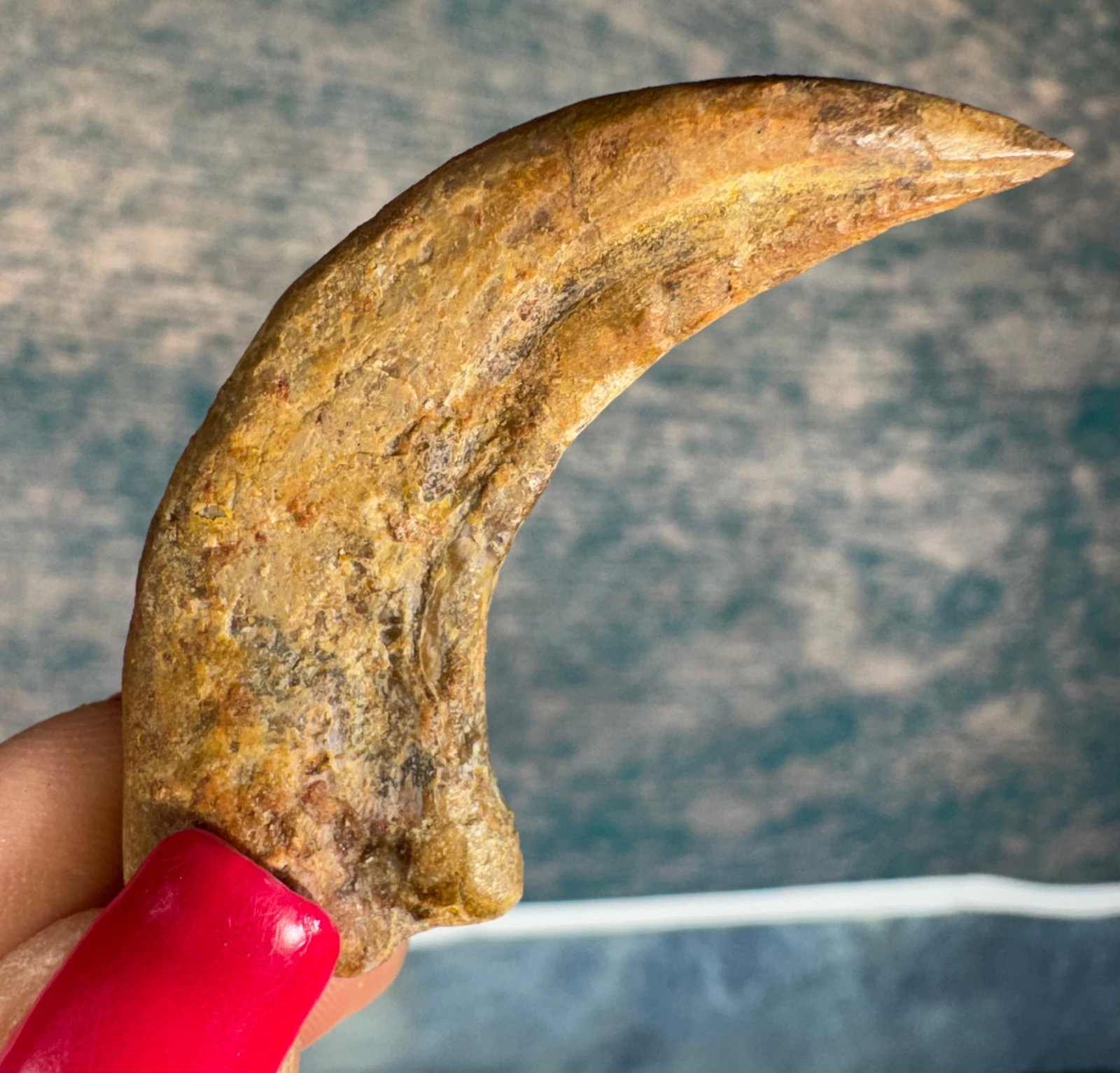Very, Very Rare Authentic Kryptops Dinosaur Fossil Hand Claw with Tooth: Kryptops comes from the Abelisaur family which was a Dinosaur bigger than the largest Raptor, but smaller than a Tyrannosaur. They had shorter pug like nose and rather small teeth. The teeth are heavi