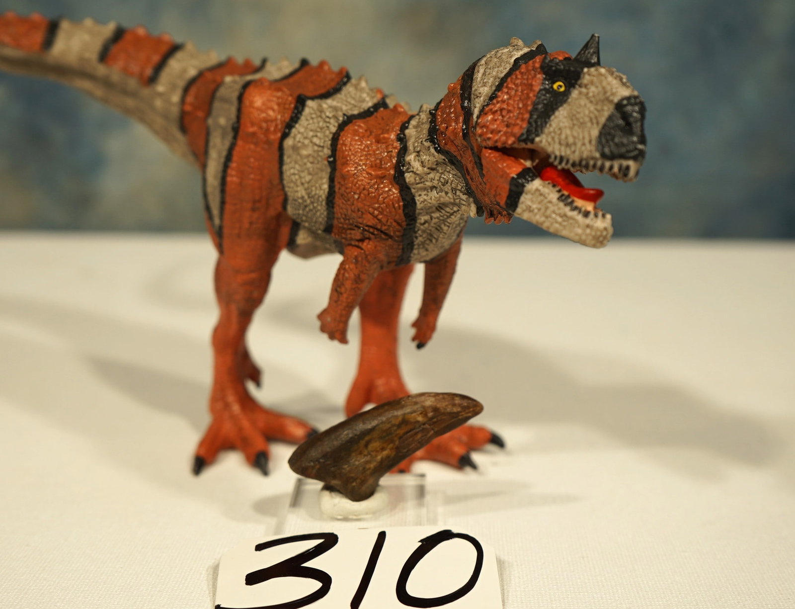 Rare Authentic Kryptops Dinosaur Fossil Toe Claw - 2