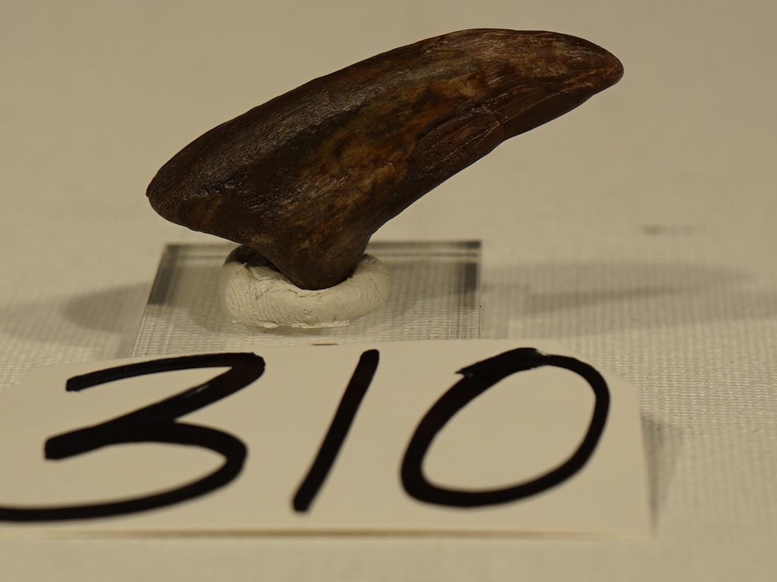 Rare Authentic Kryptops Dinosaur Fossil Toe Claw - 3