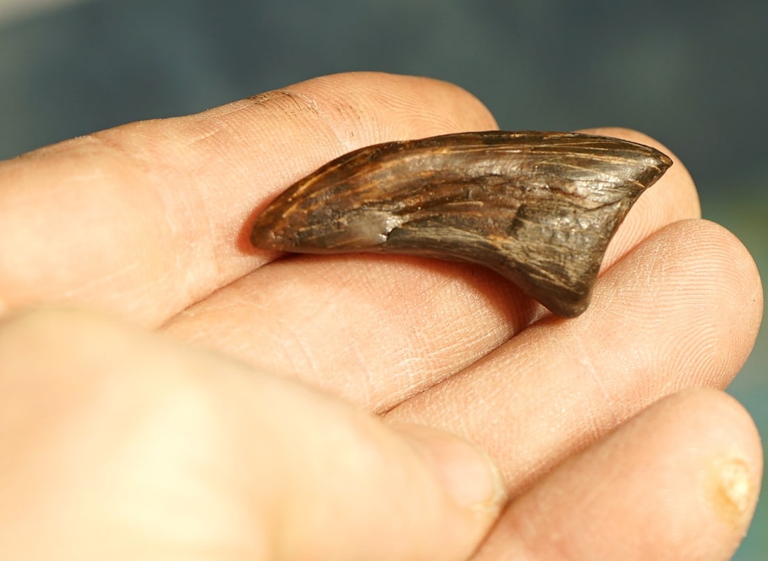 Rare Authentic Kryptops Dinosaur Fossil Toe Claw - 6