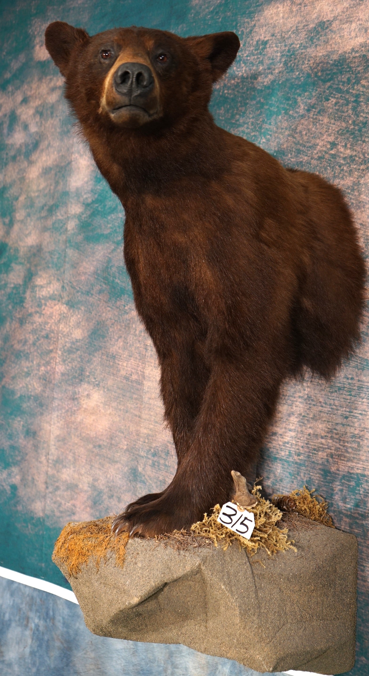 Beautiful Quality Half Body Chocolate Cinnamon Black Bear Taxidermy Mount (1 of 5)