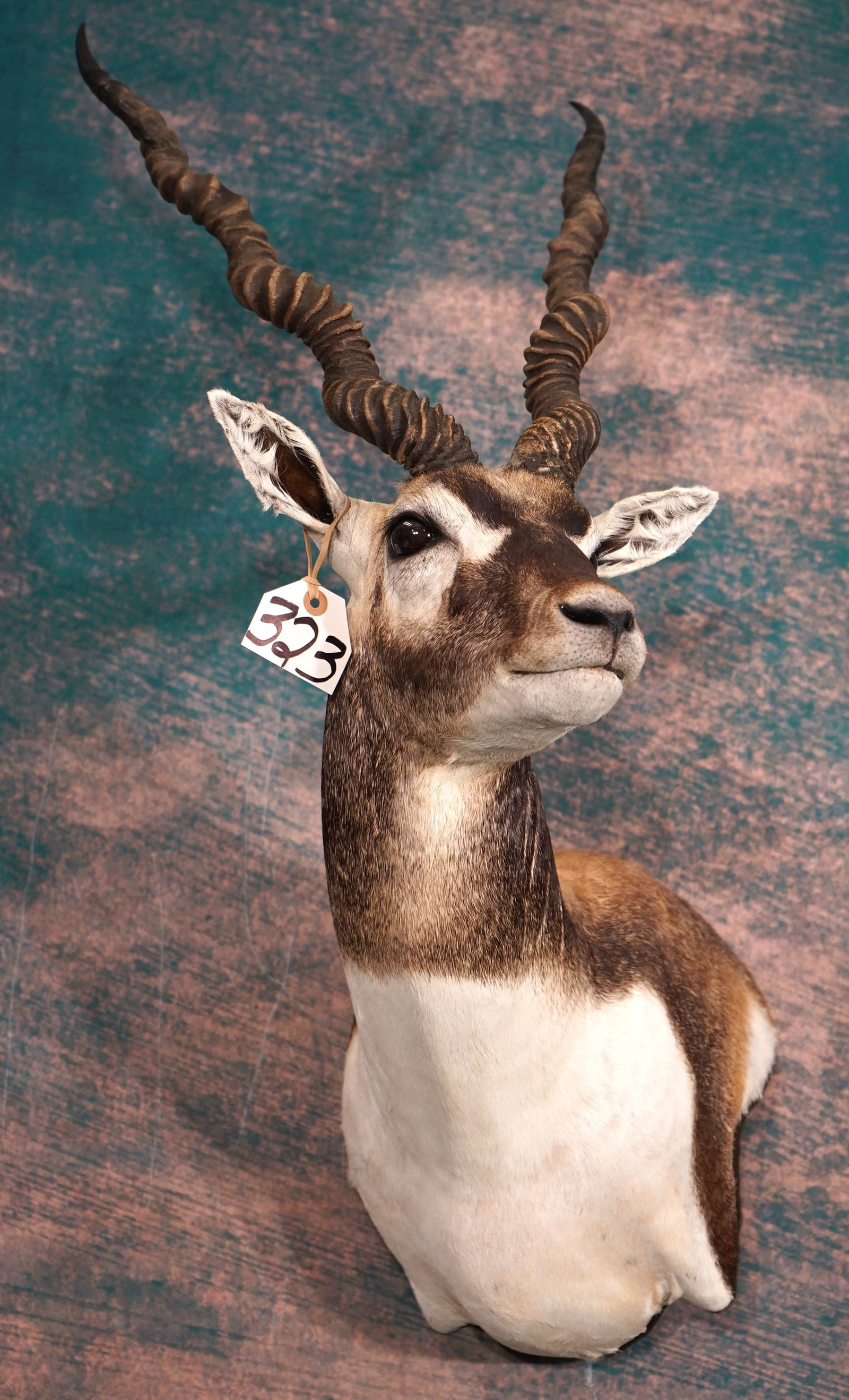 Beautiful Blackbuck Antelope Shoulder Taxidermy Mount (1 of 4)