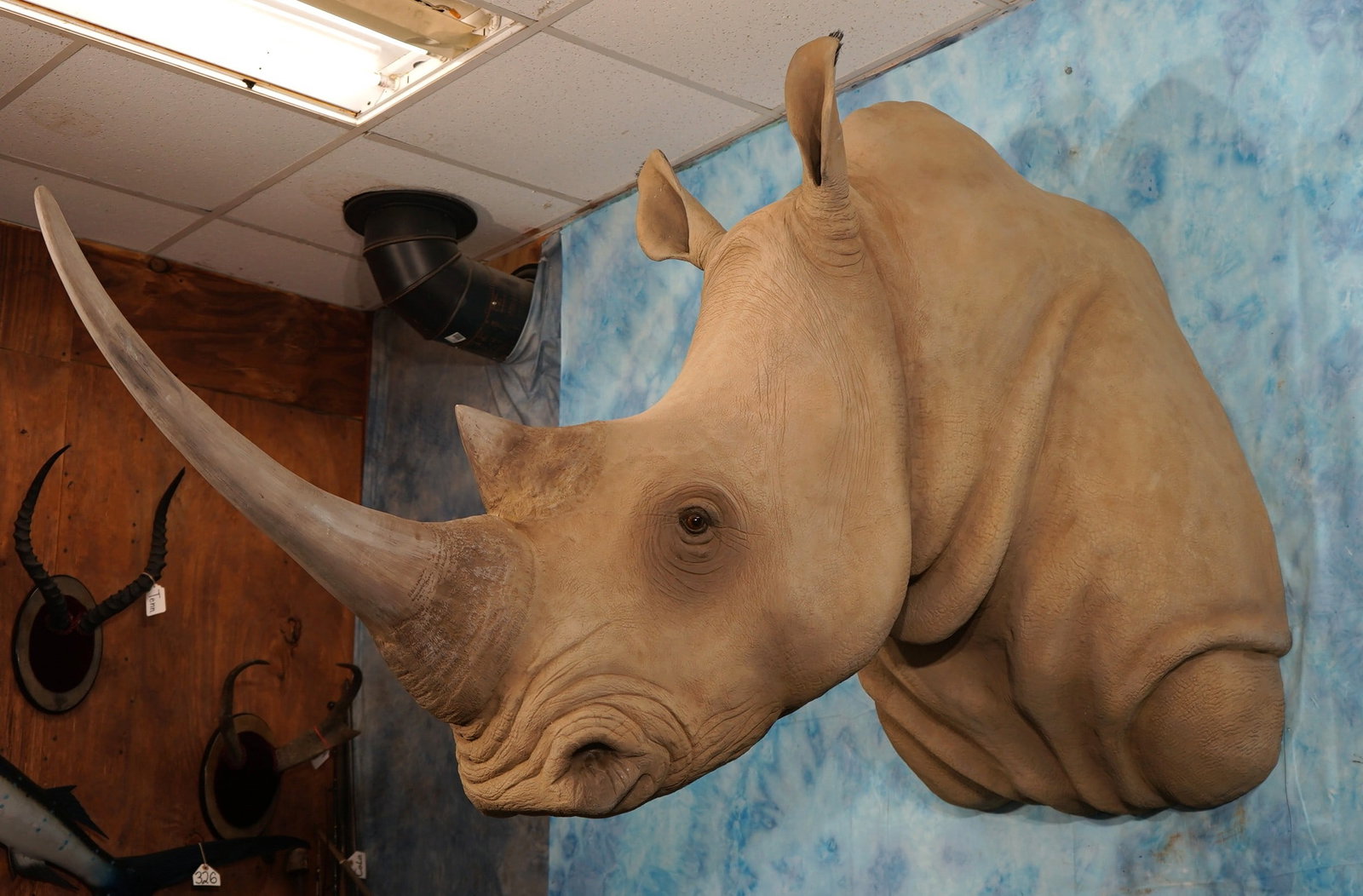 Good Quality White Rhino Reproduction Shoulder Taxidermy Mount (1 of 7)