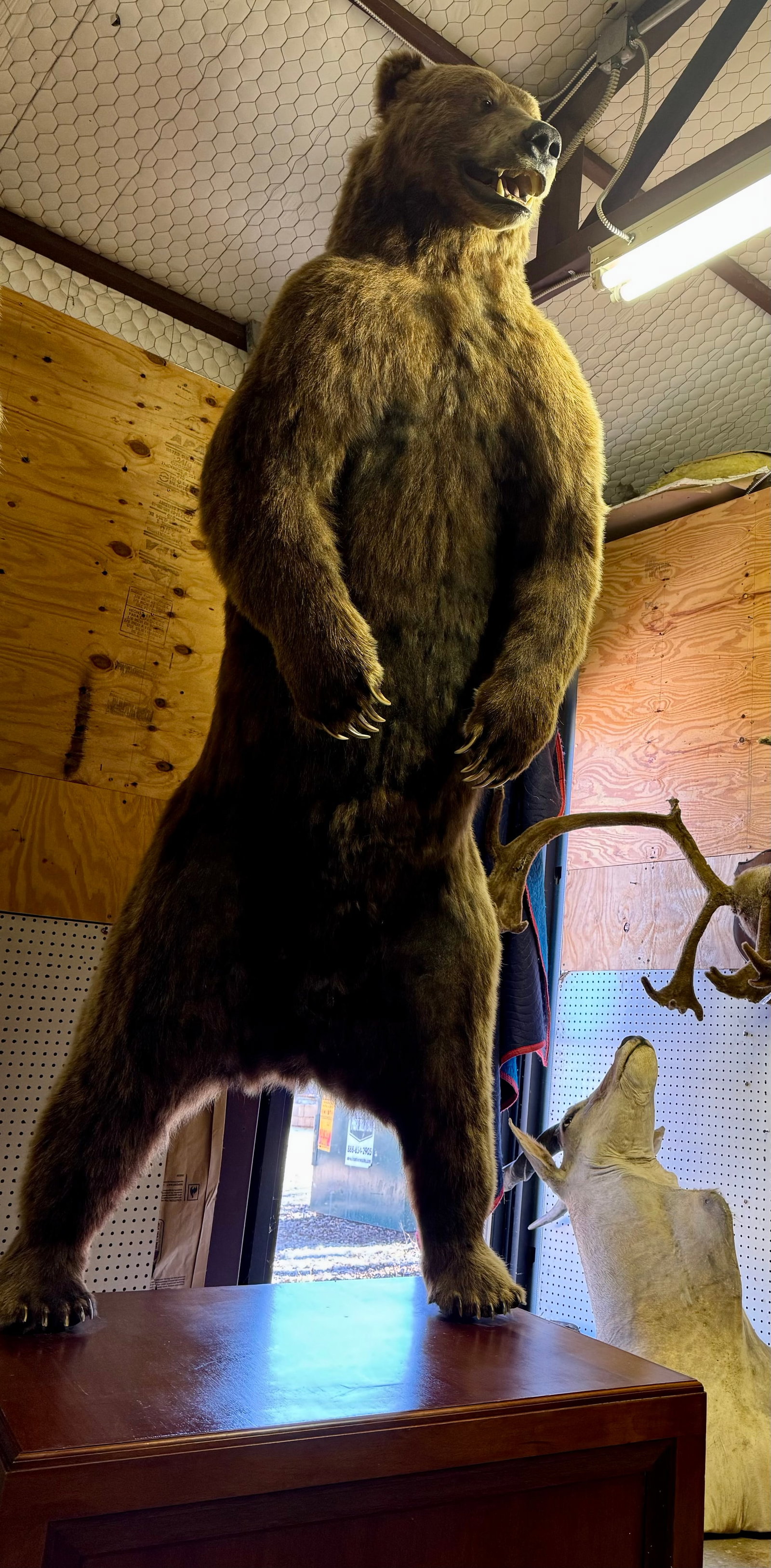 Awesome 10ft. & 6" Standing Kamchatka Brown Bear Full Body Taxidermy Mount (1 of 7)
