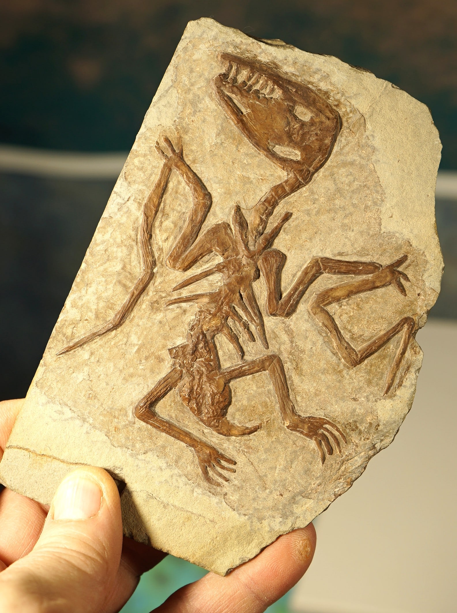 Very Rare Authentic Pterosaur "Flying Dinosaur" Fossil Skeleton in Matrix (1 of 5)