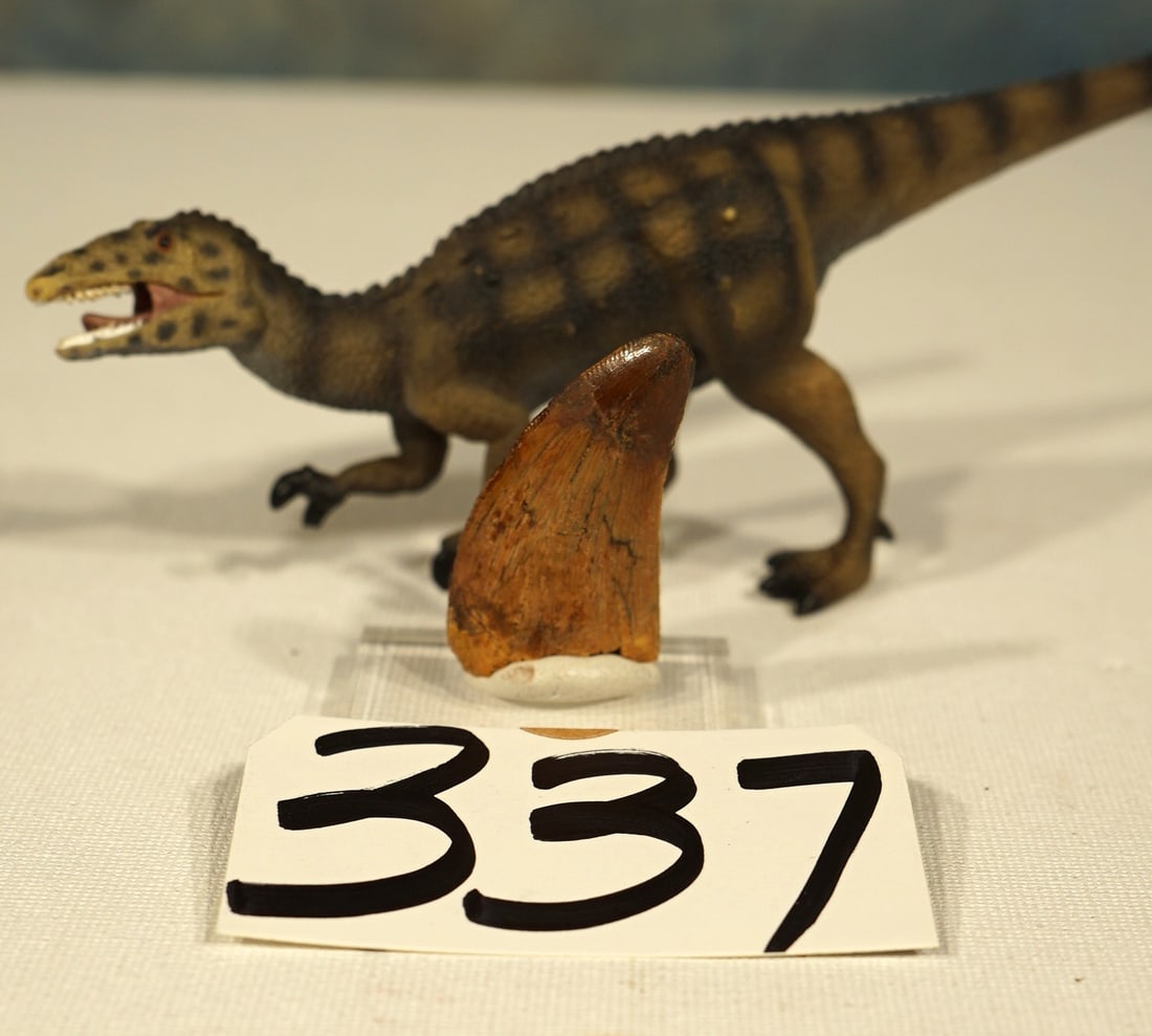 Authentic Extra Large Deltadromeus agilis Dinosaur Quality Fossil Tooth (1 of 3)