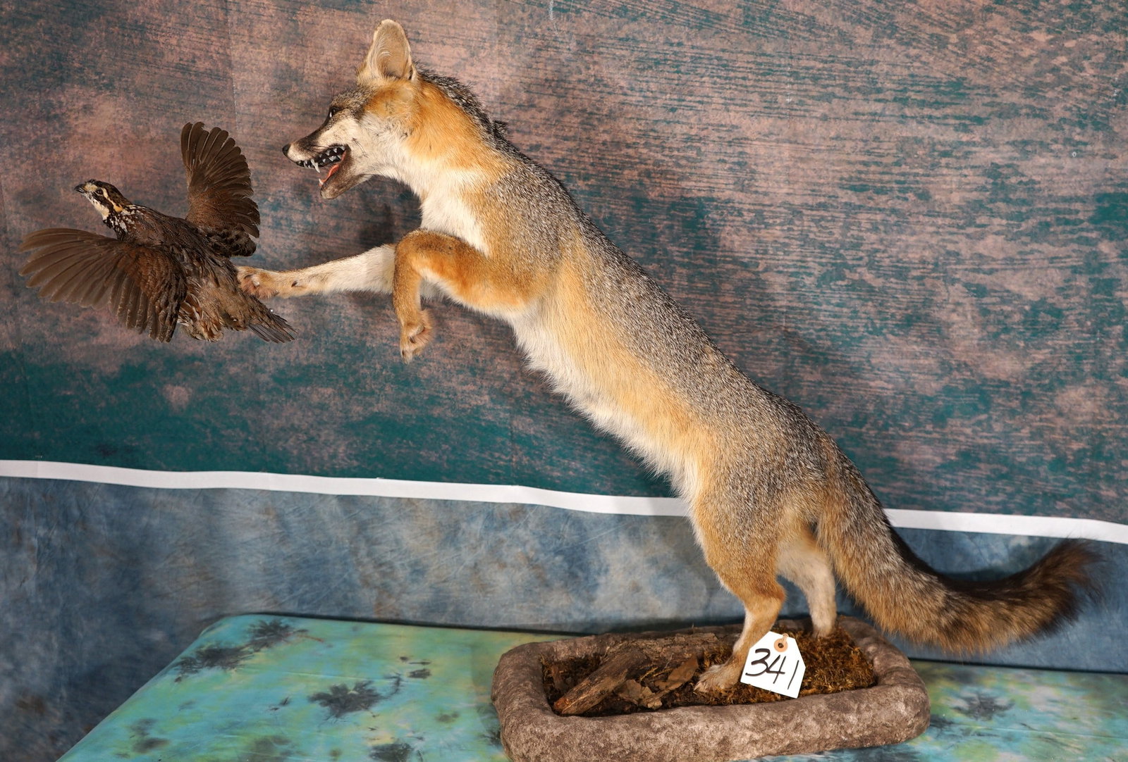 Gray Fox Chasing a Bobwhite Quail Full Body Taxidermy Mounts (1 of 5)