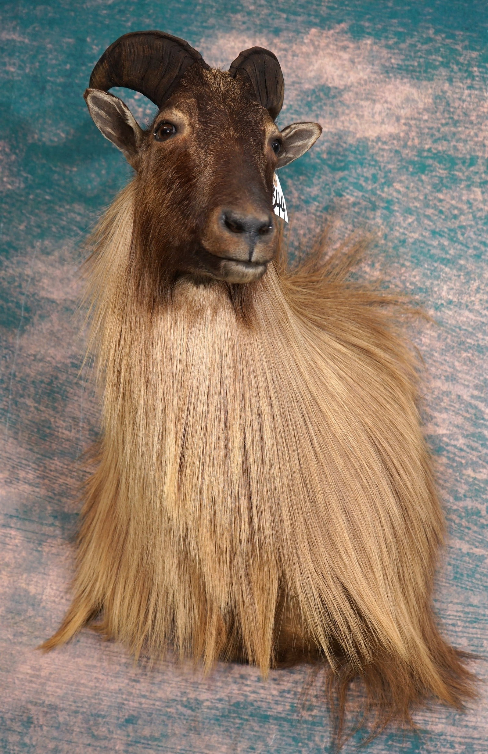 Stunning Himalayan Tahr Shoulder Taxidermy Mount (1 of 3)