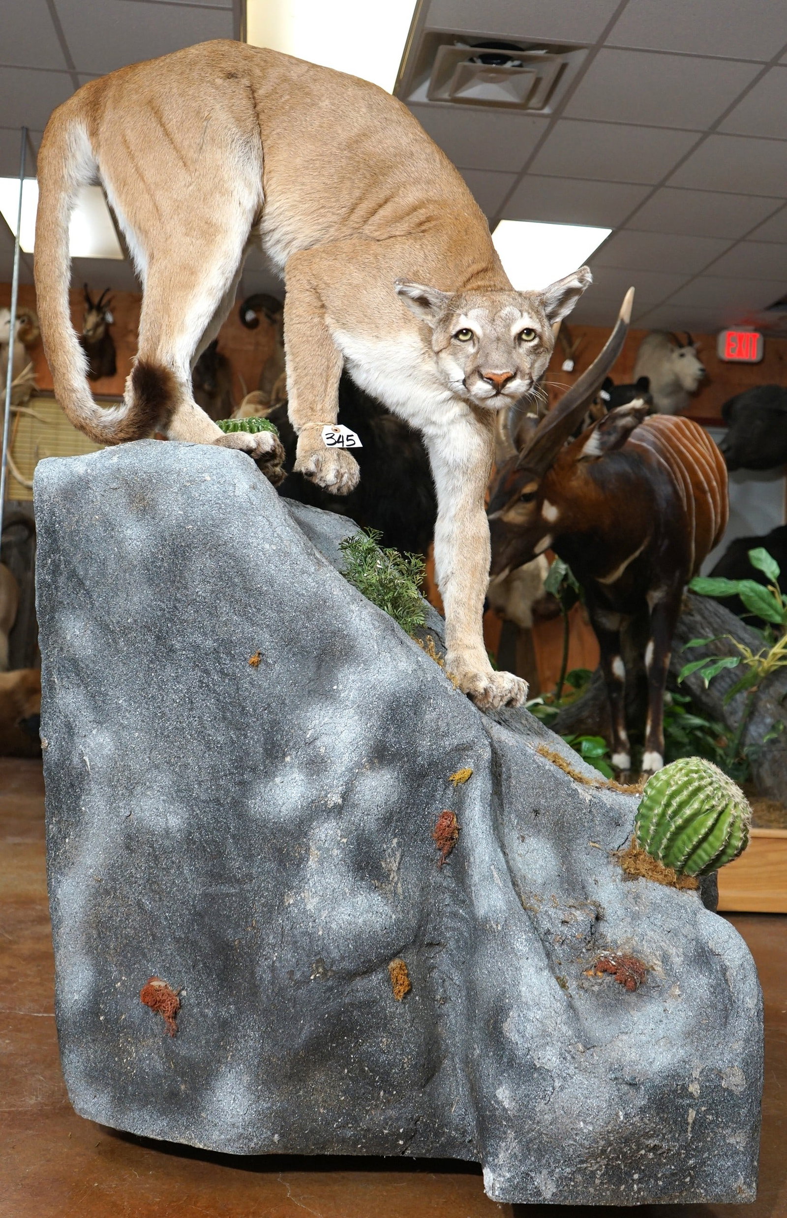 Mountain Lion Full Body Mount in Habitat Taxidermy Mount (1 of 5)