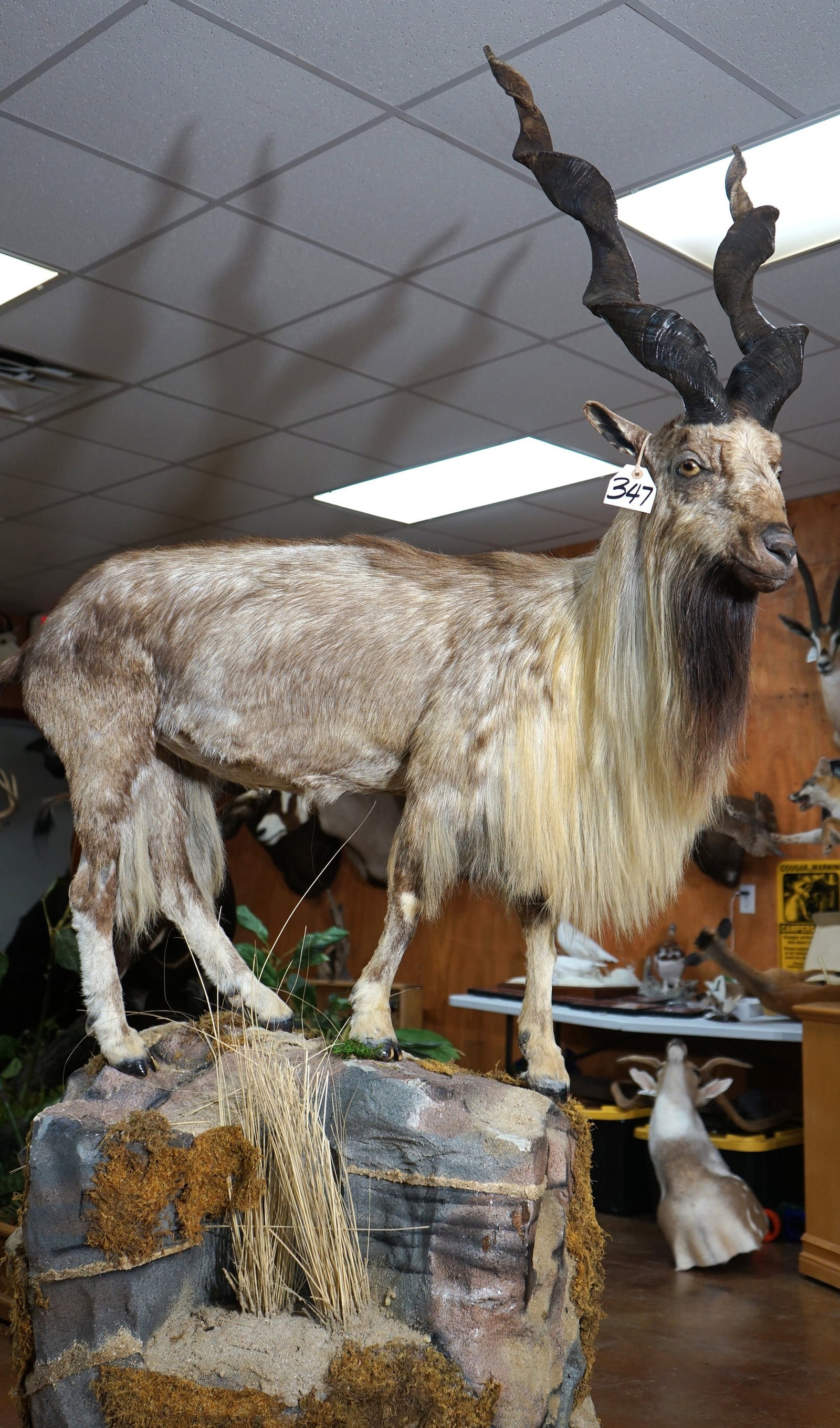 Awesome Kashmir Himalayan Markhor Full Body Taxidermy Mount **TEXAS RESIDENTS ONLY!** (1 of 7)