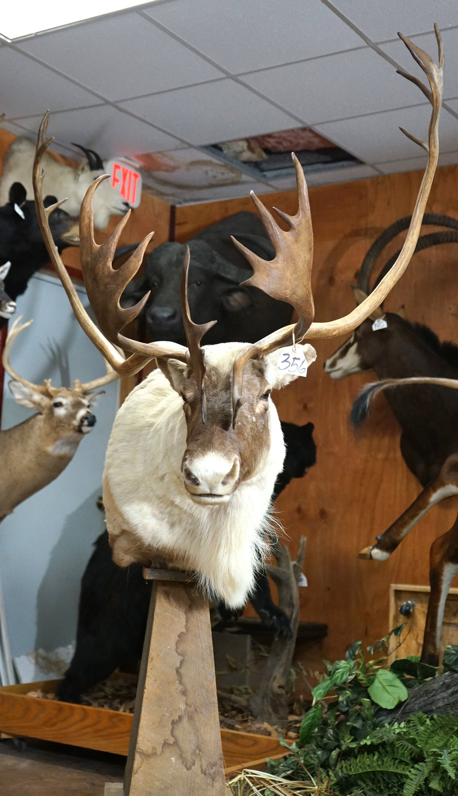 Beautiful Barren Ground Caribou Shoulder Floor Pedestal Taxidermy Mount (1 of 5)