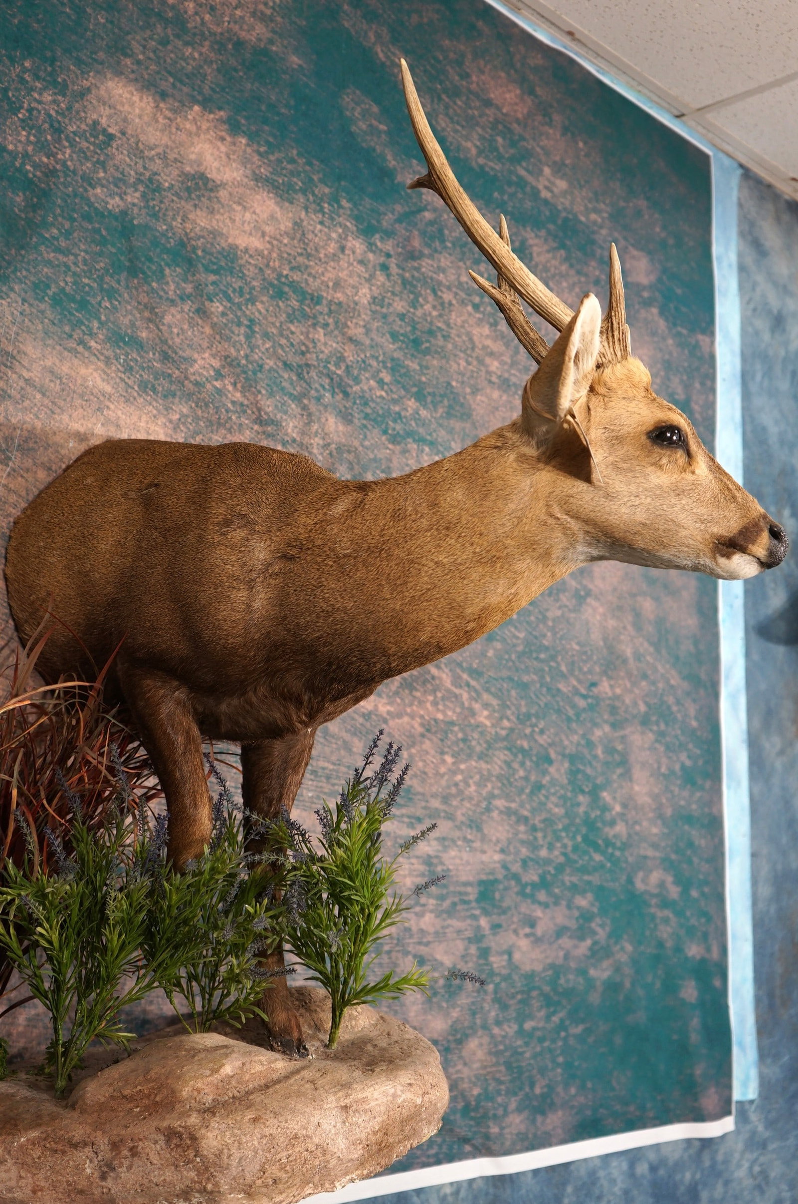 Cool! Half Body Indian Hog Deer Quality Taxidermy Mount **TEXAS RESIDENTS ONLY!** (1 of 4)