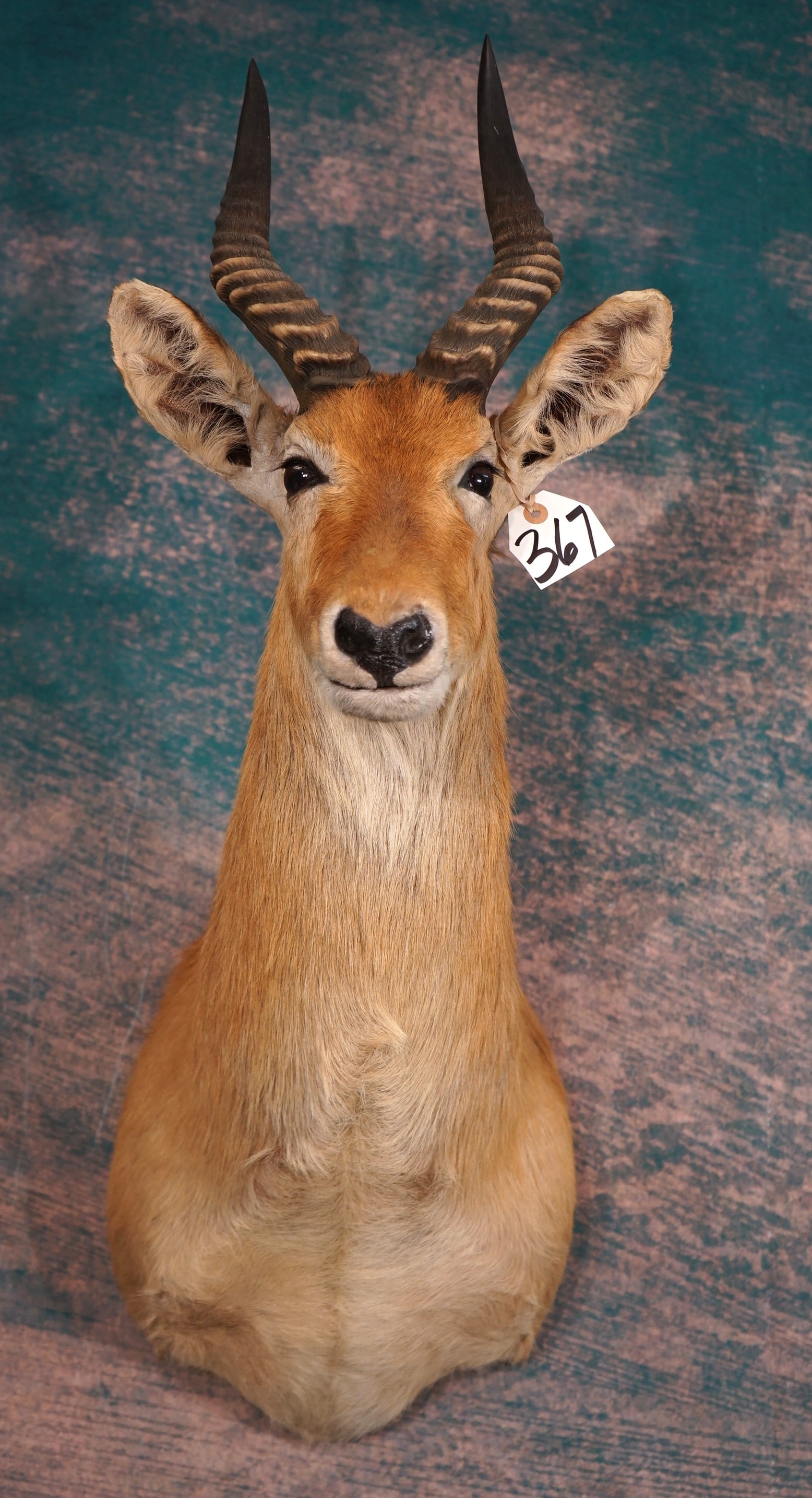 African Puku Antelope Shoulder Taxidermy Mount (1 of 3)