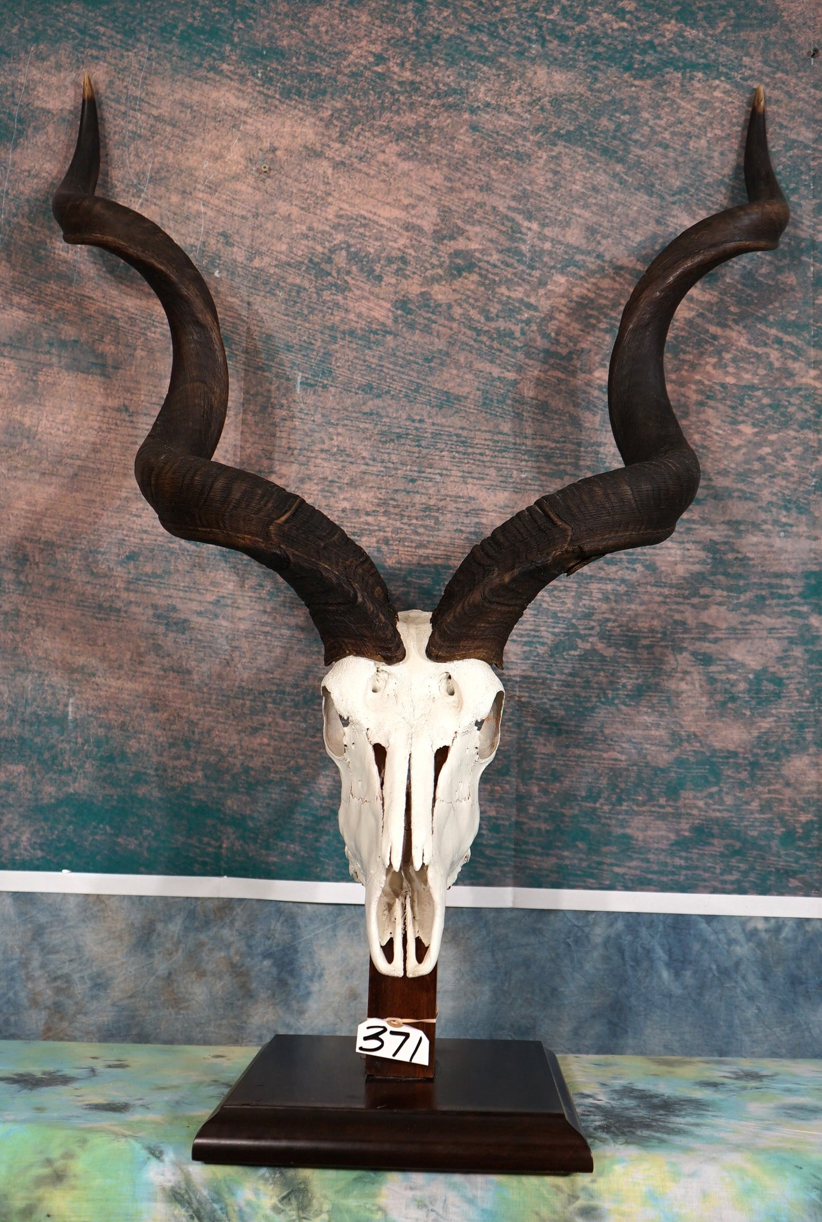 African Greater Kudu Skull on Nice Display Pedestal Taxidermy Mount (1 of 3)