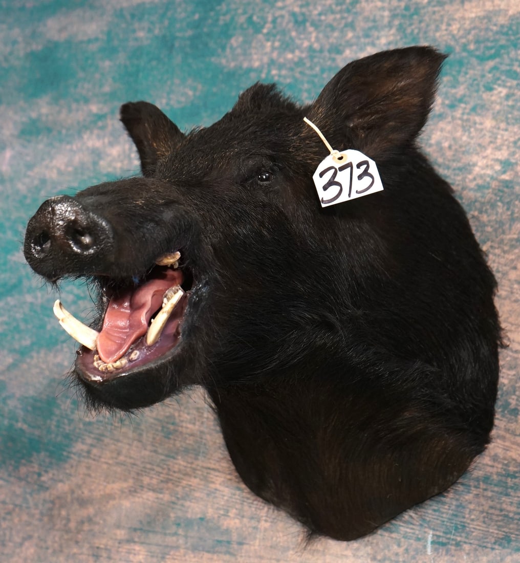 Very Cool! Razorback Wild Boar Shoulder Quality Taxidermy Mount (1 of 5)