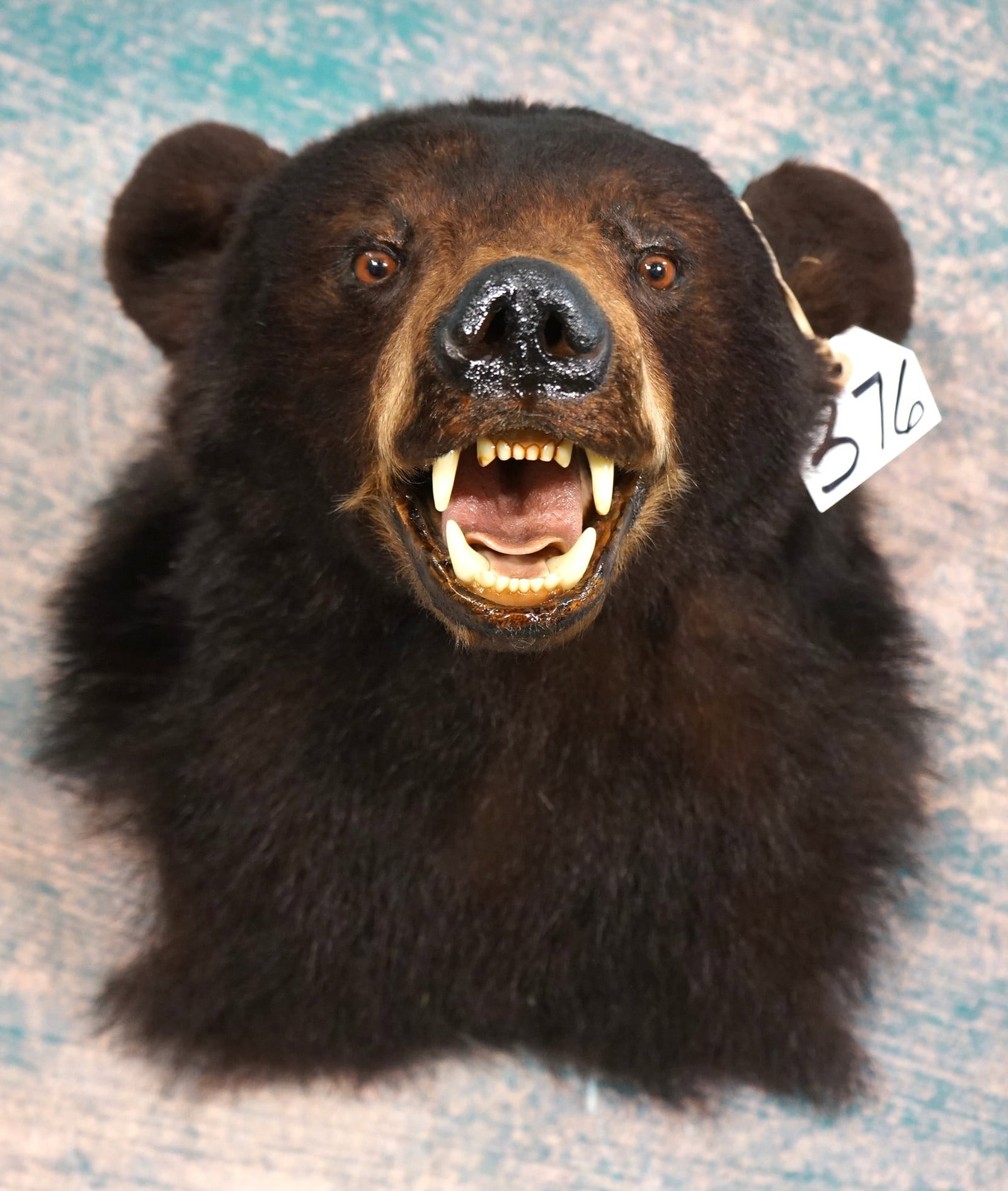 Black Bear Shoulder Taxidermy Mount (1 of 3)